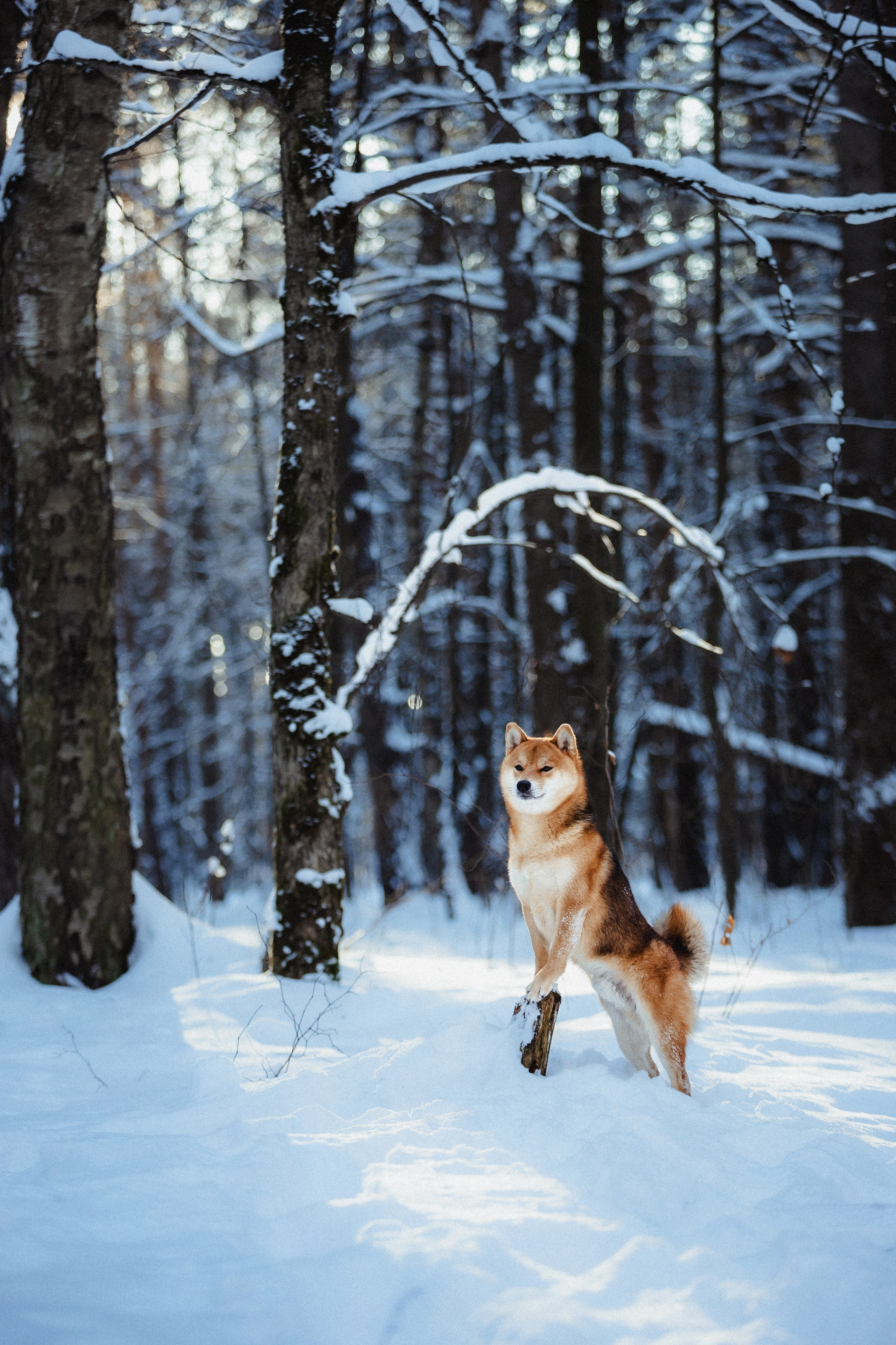 Шед, Цири и Ира