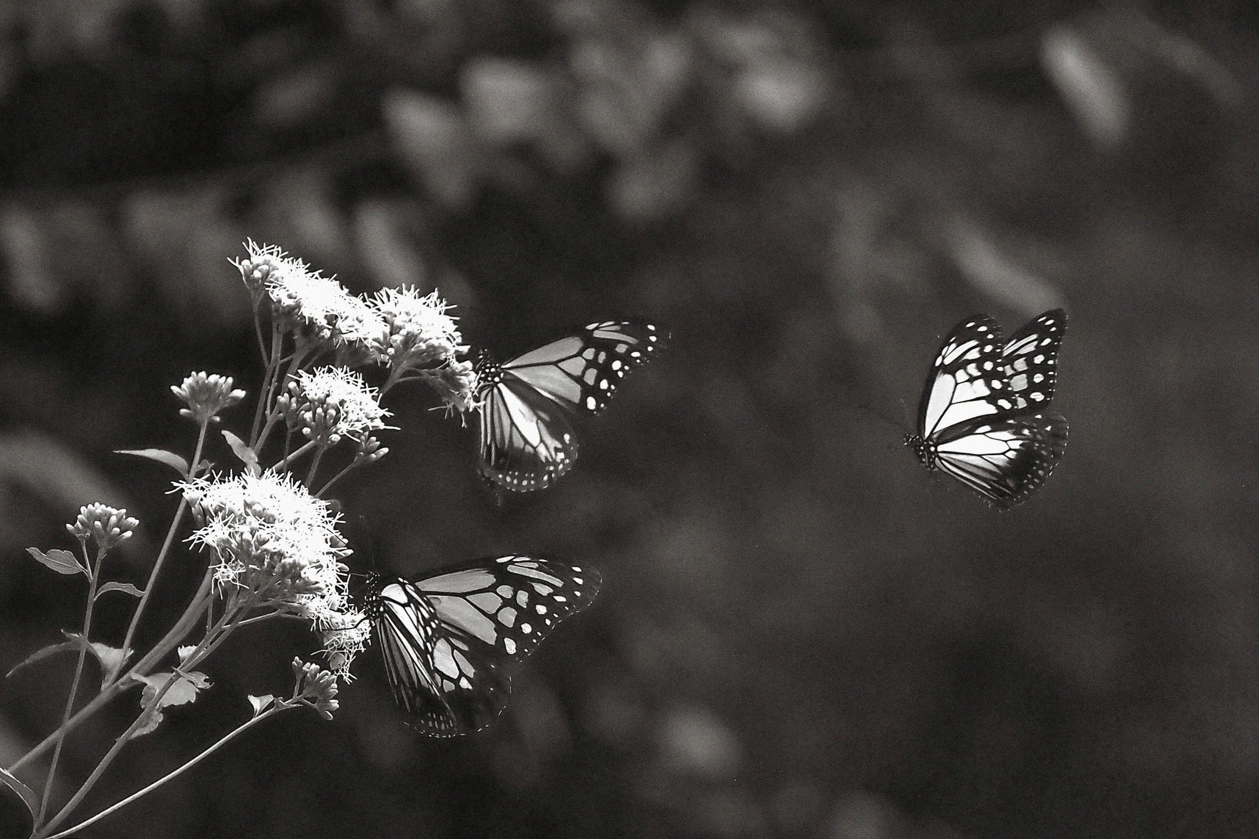 Wedding day Дмитрий и Анастасия. Свадебный фотограф Колесников Антон