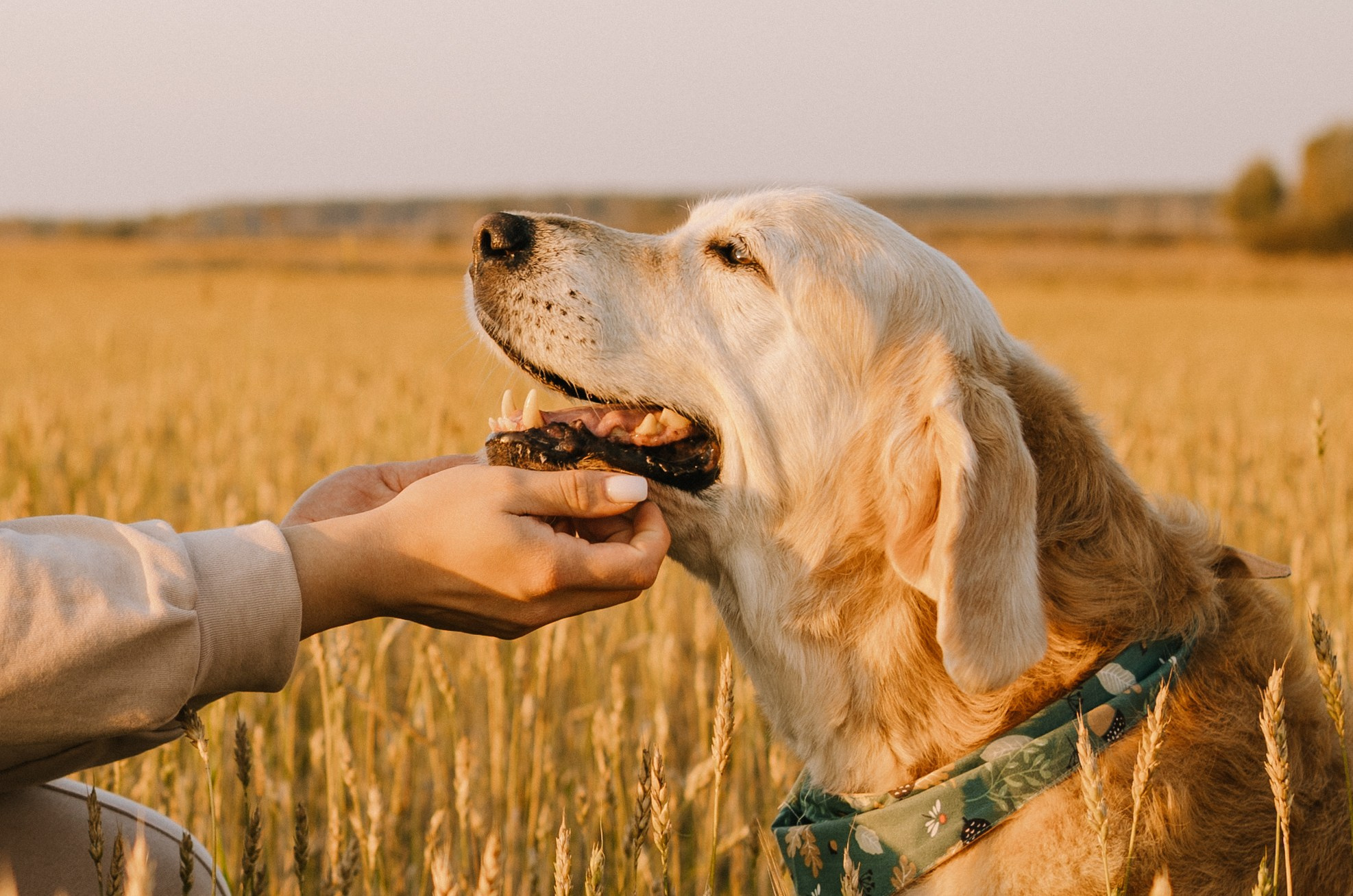 Дарья, Люба и Ред. Фотограф-анималист Анастасия Большакова