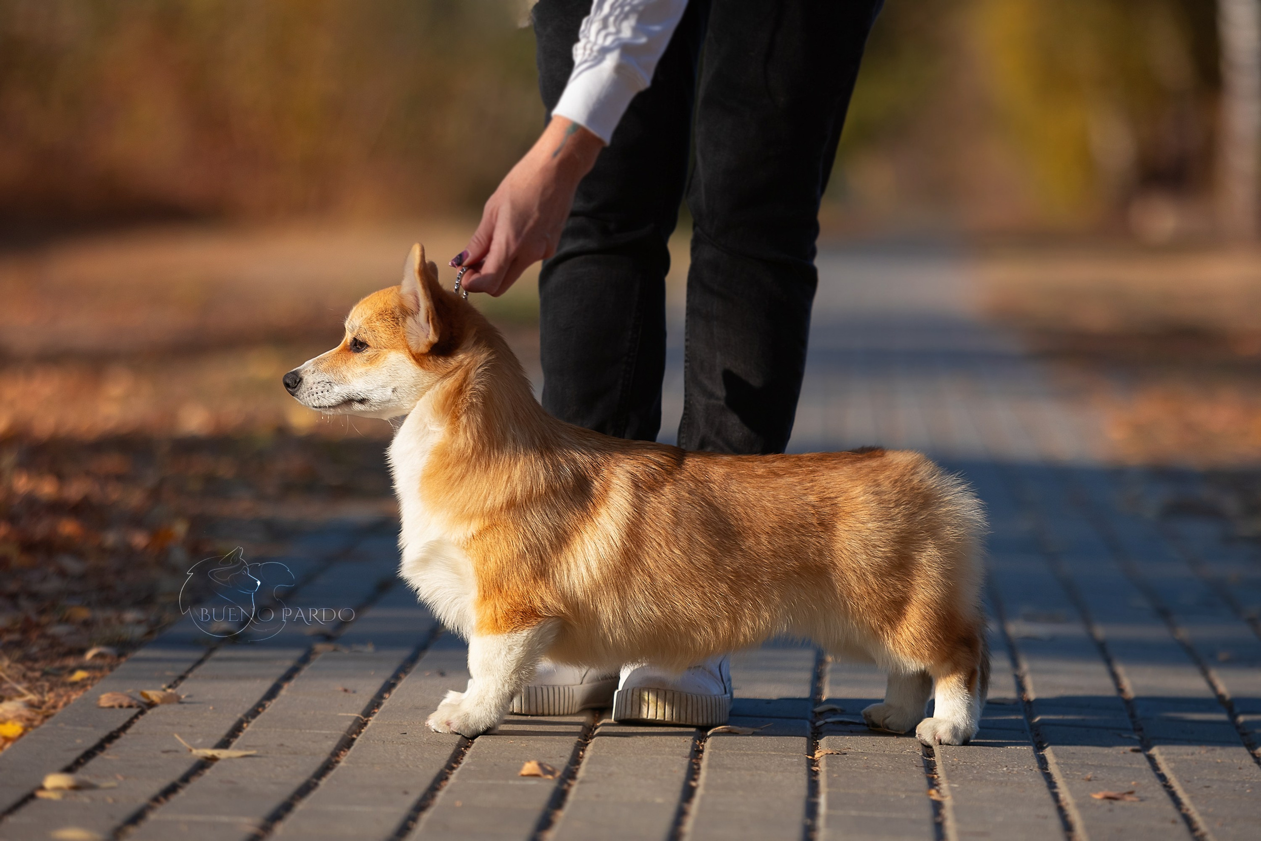 Щенки вельш корги пемброк из питомника. Питомник собак Акита, Хаски, Корги