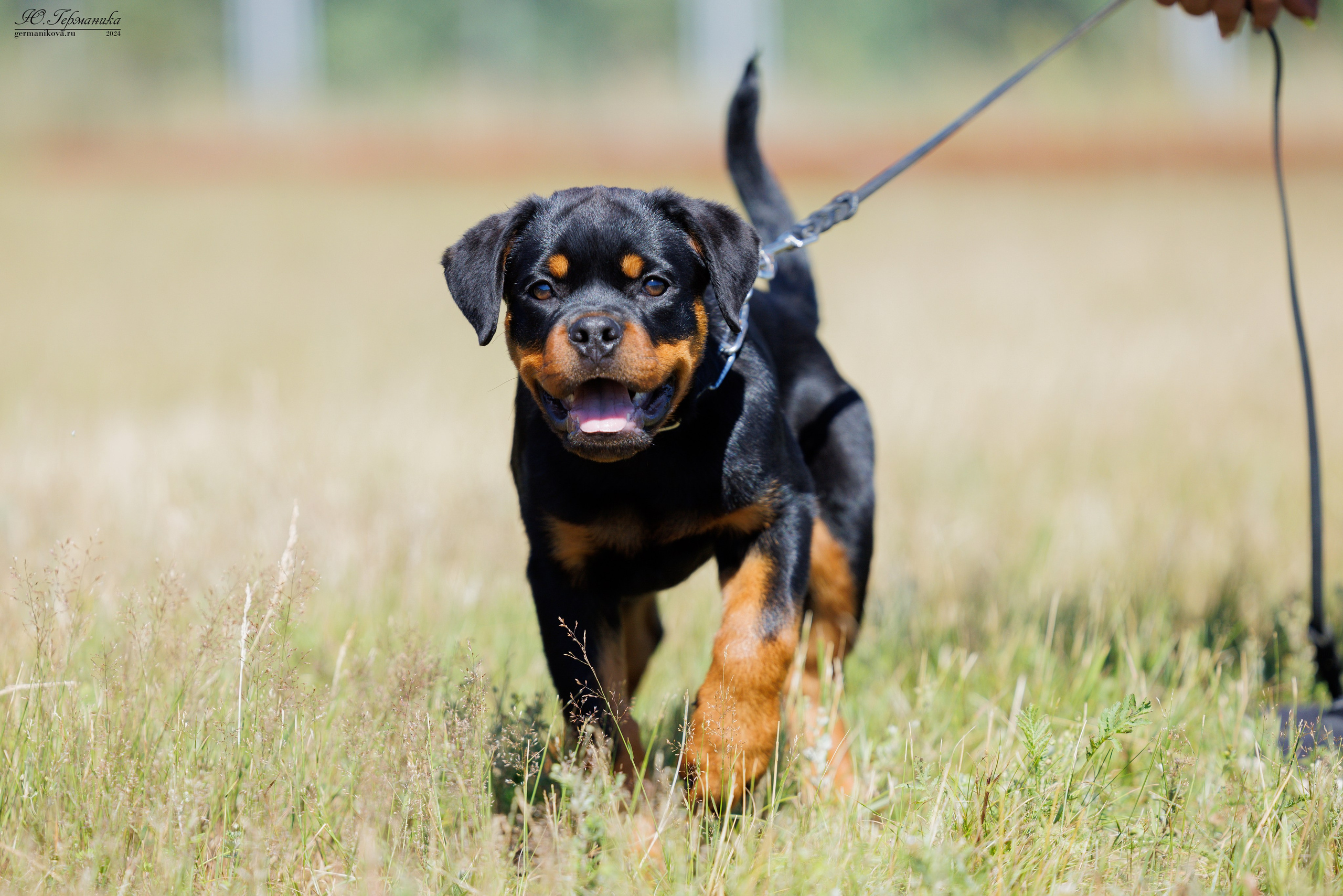 ПК и КЧК ротвейлеры Тверь 6-7.07.2024. Фотограф-анималист Юлия Германика