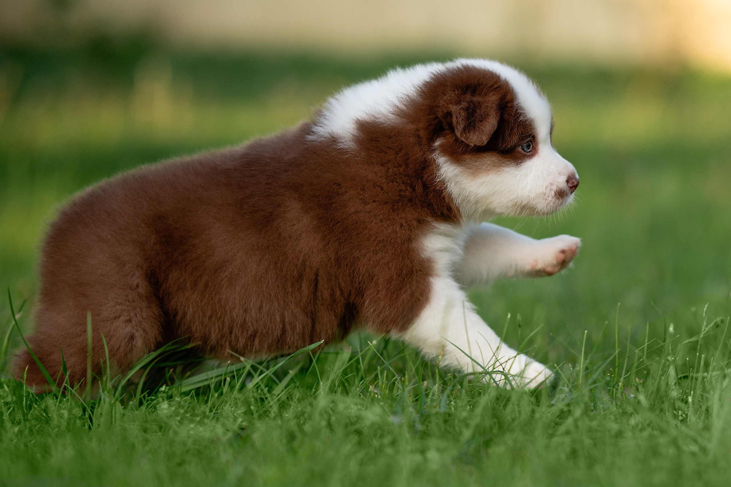 Заводчик Елизавета Степанова. Творческий фотограф Вологда