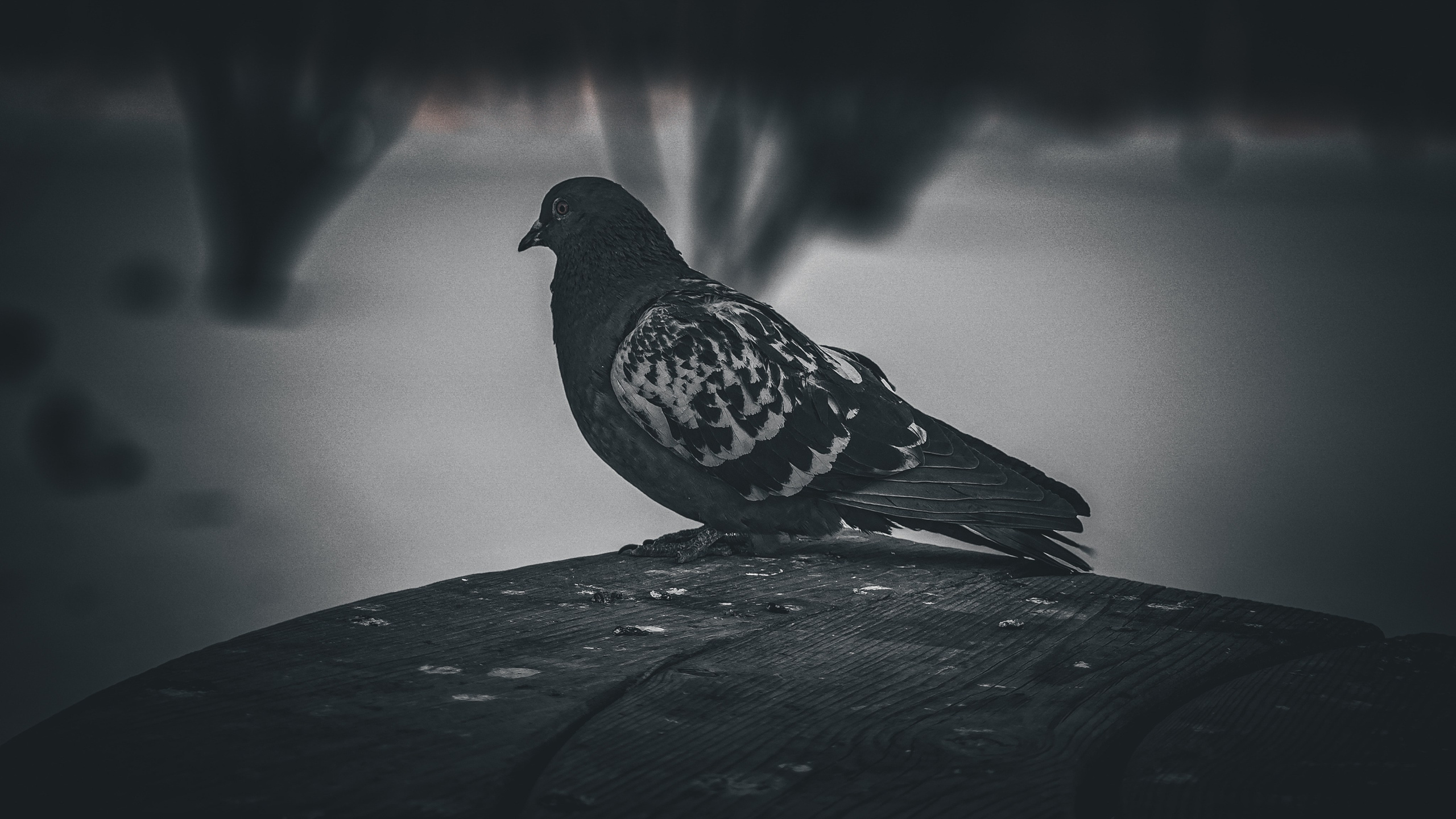 Birds. Игорь Урывский. Фотограф Красноярск