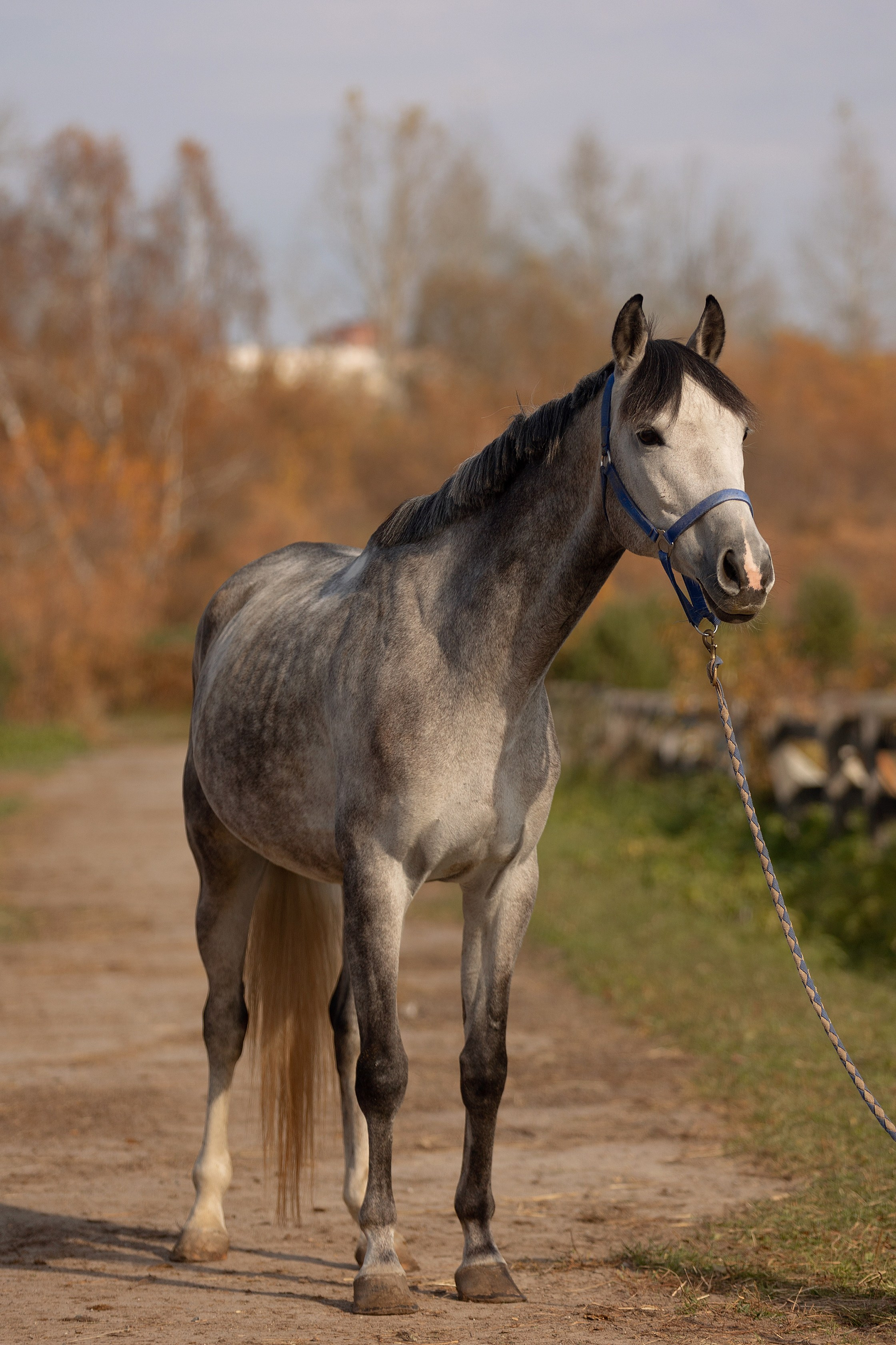 Лошади. Конный фотограф Валынкина Лера
