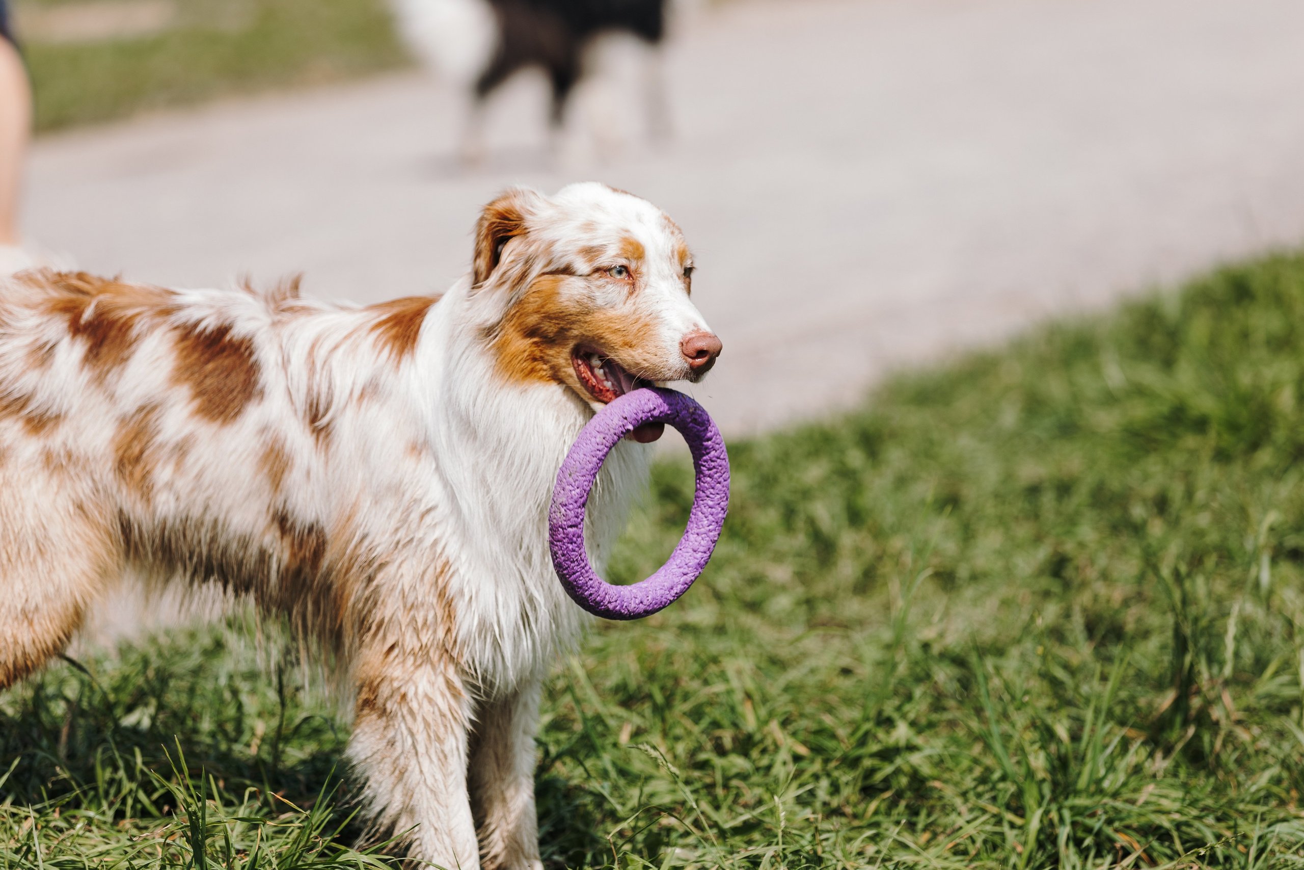Petshop Sup day. Фотограф анималист Кристина Карпова, Москва