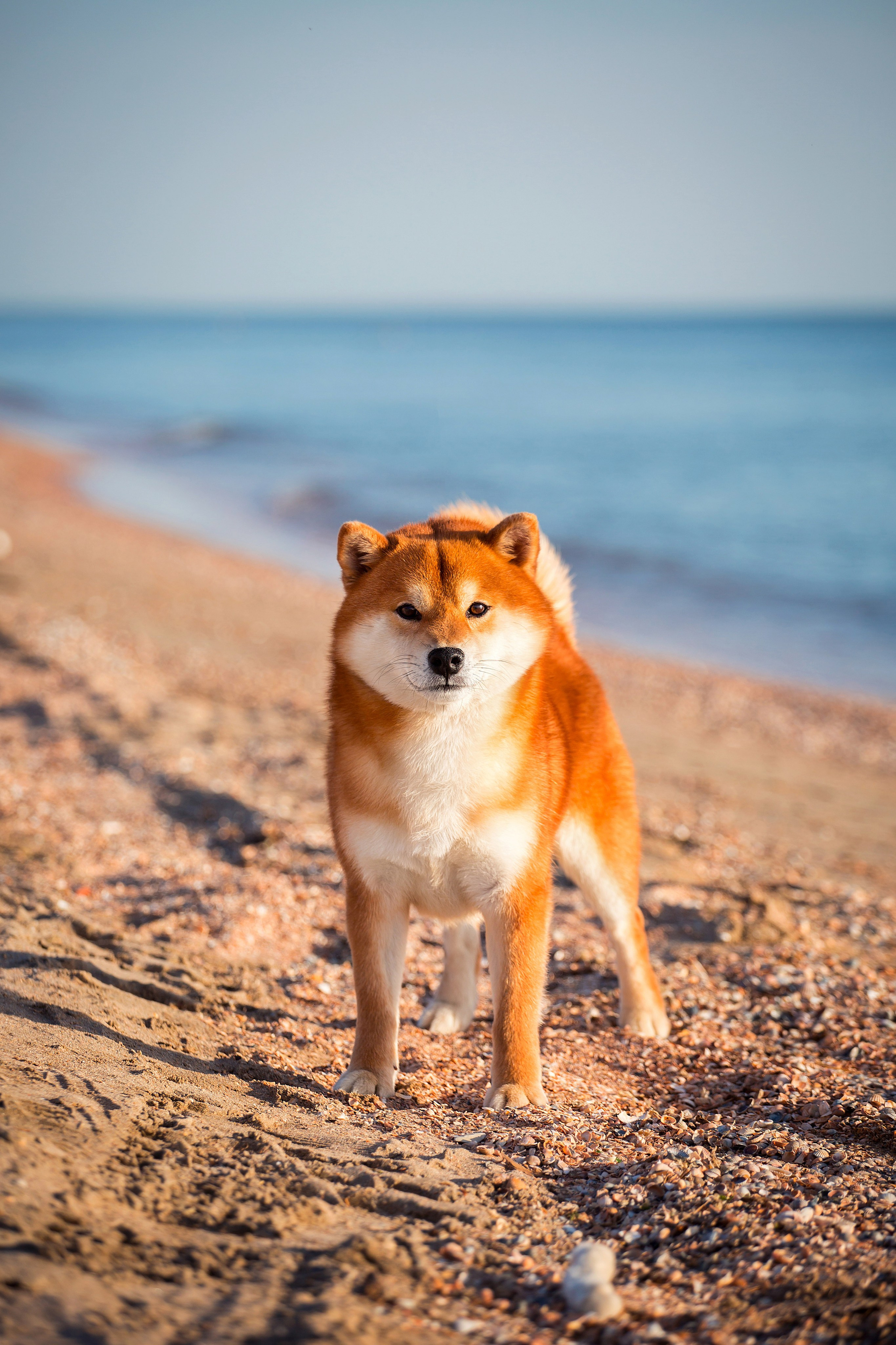 Экстерьерная съёмка Краснодар. Фотограф-анималист в Краснодаре Маша Мельникова