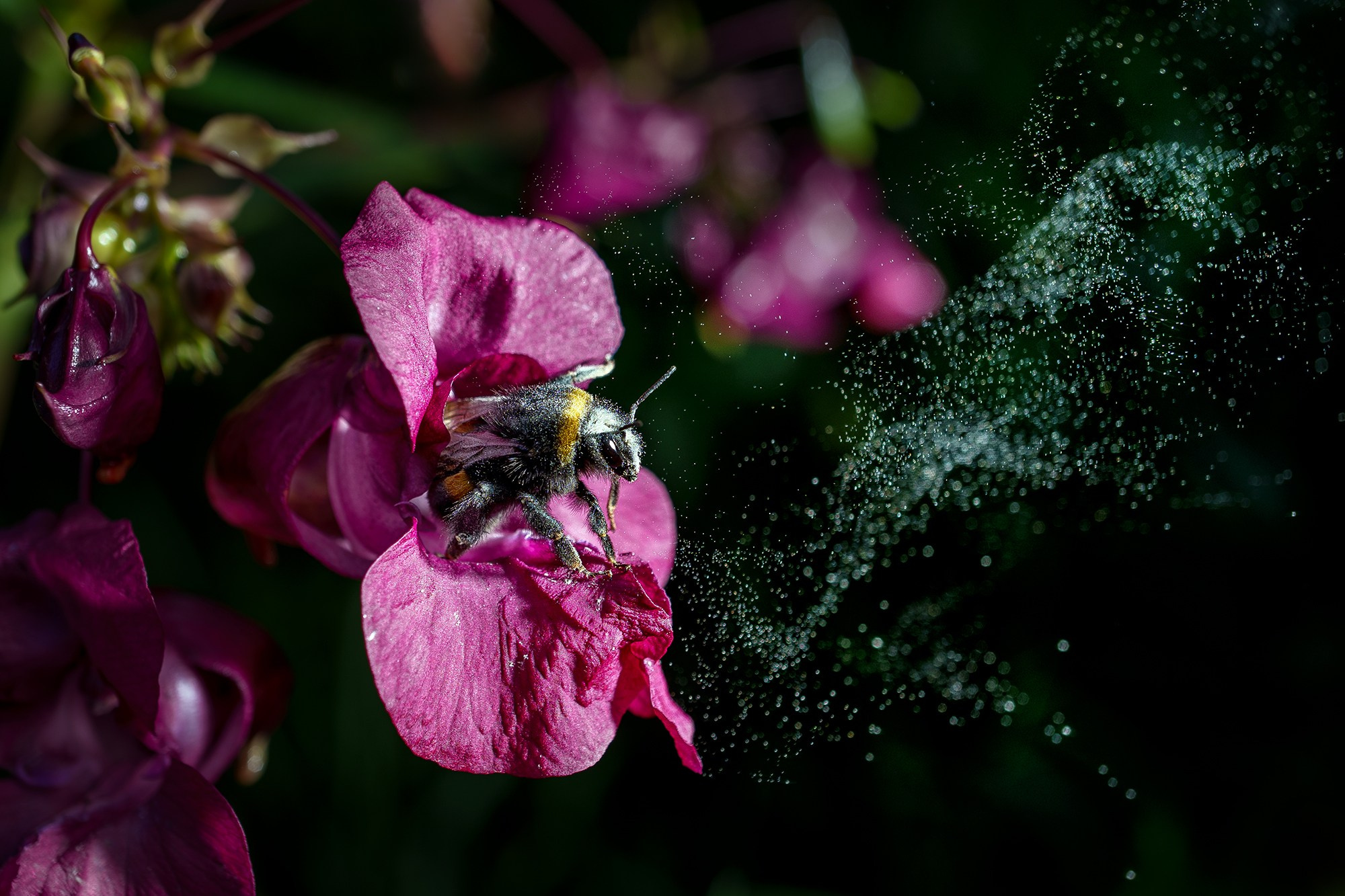 Макросъёмка. Ваш личный фотограф Марина Волкова