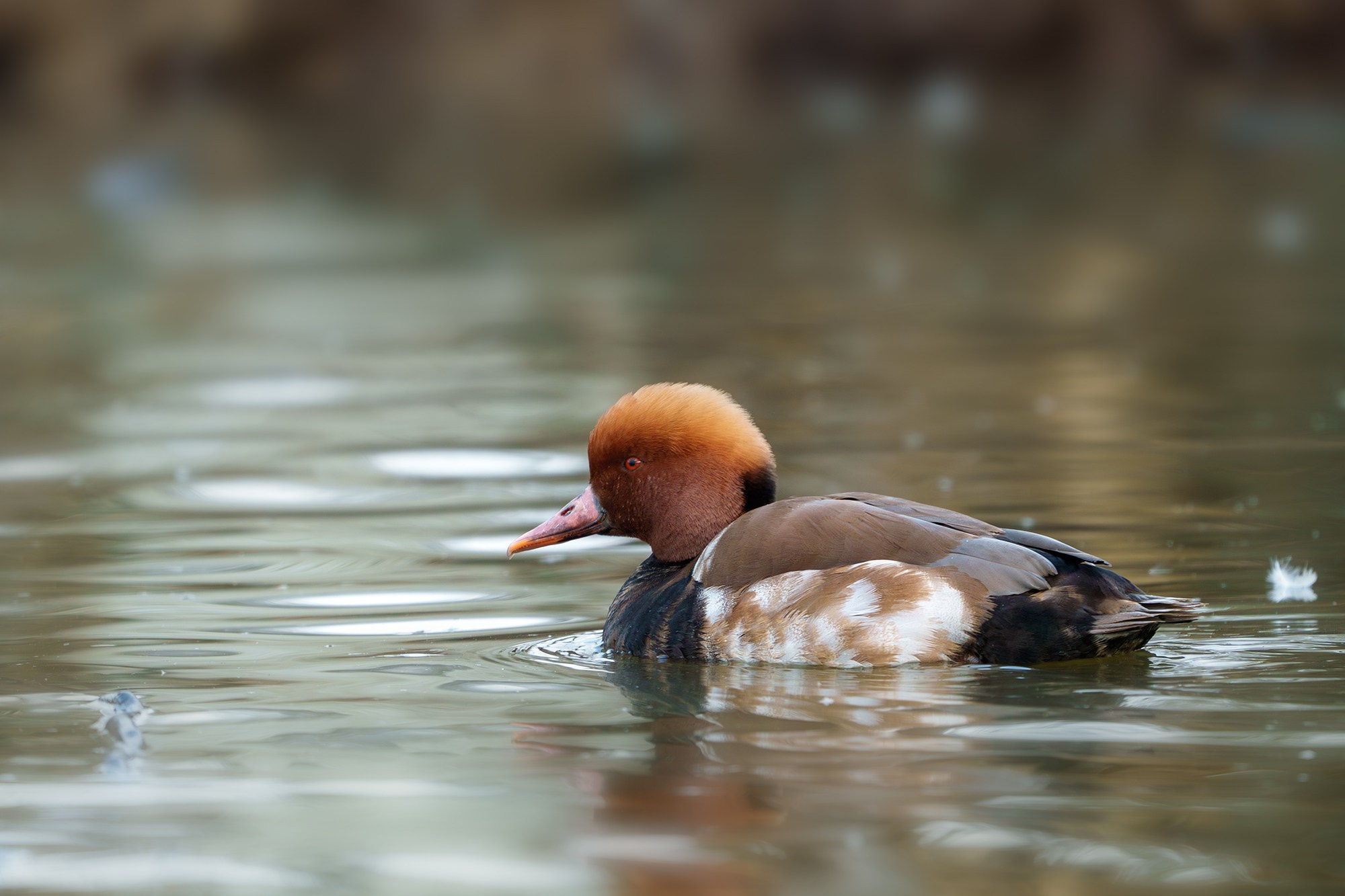 Удивительные мир птиц. Вокруг нас столько прекрасного — присмотритесь!. Ваш личный фотограф Марина Волкова