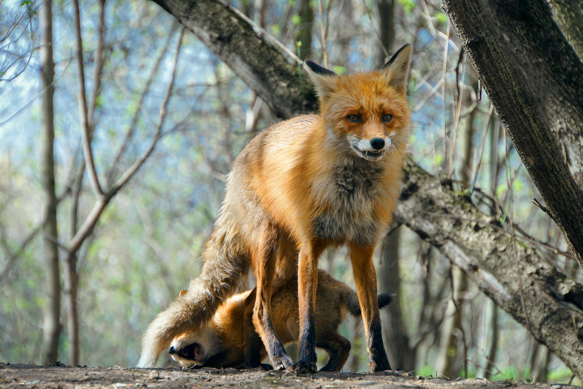 Животные. Ваш личный фотограф Марина Волкова