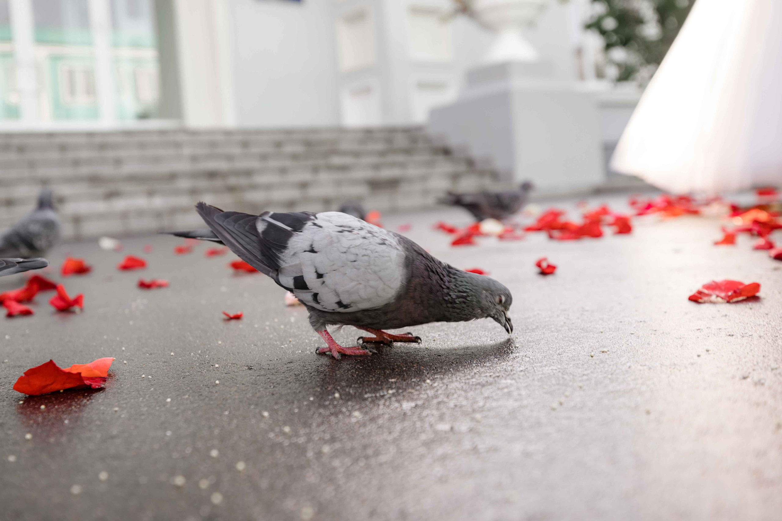 Кирилл и Елизавета. Свадебный фотограф в Москве Топтыгин Иван