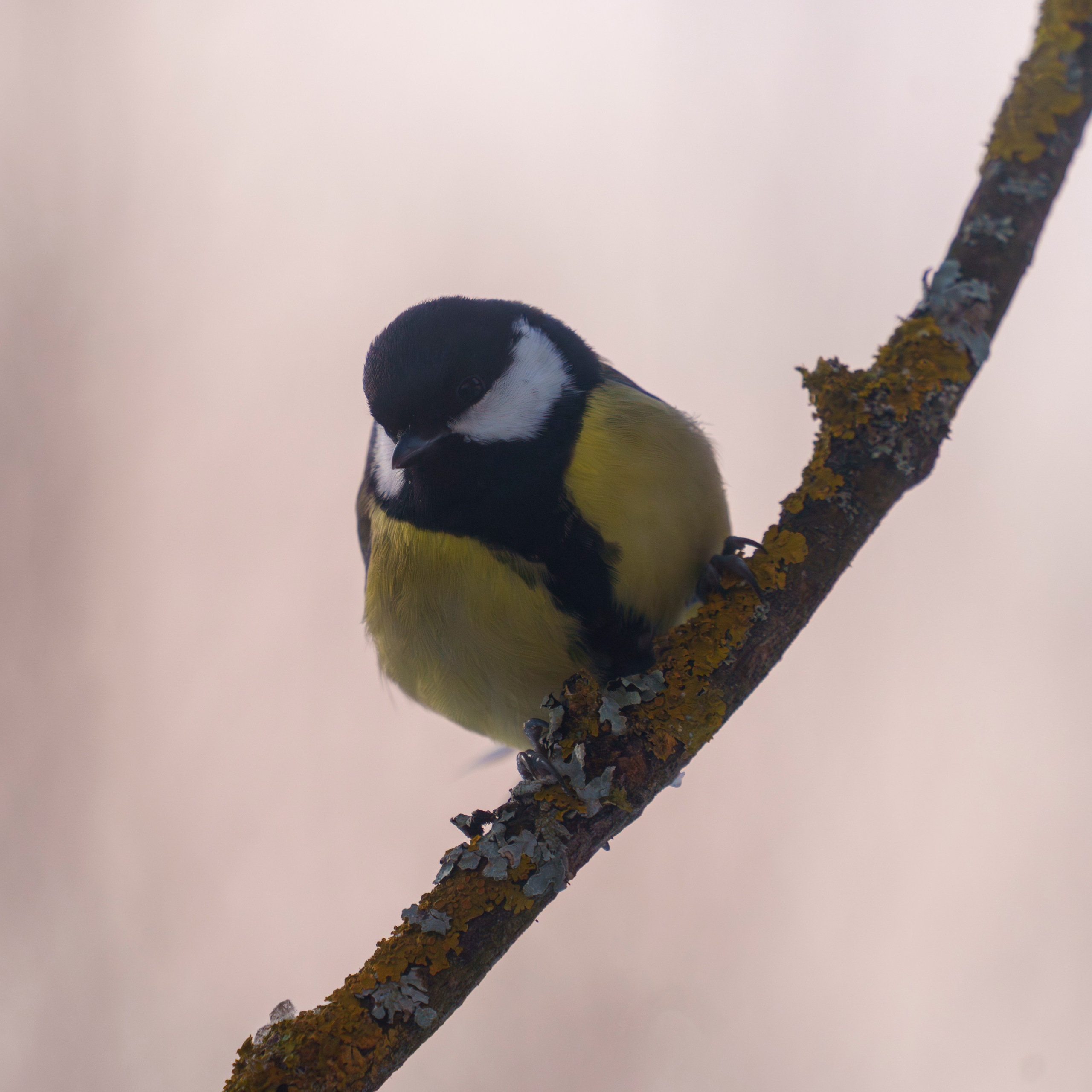 Animals — Животные