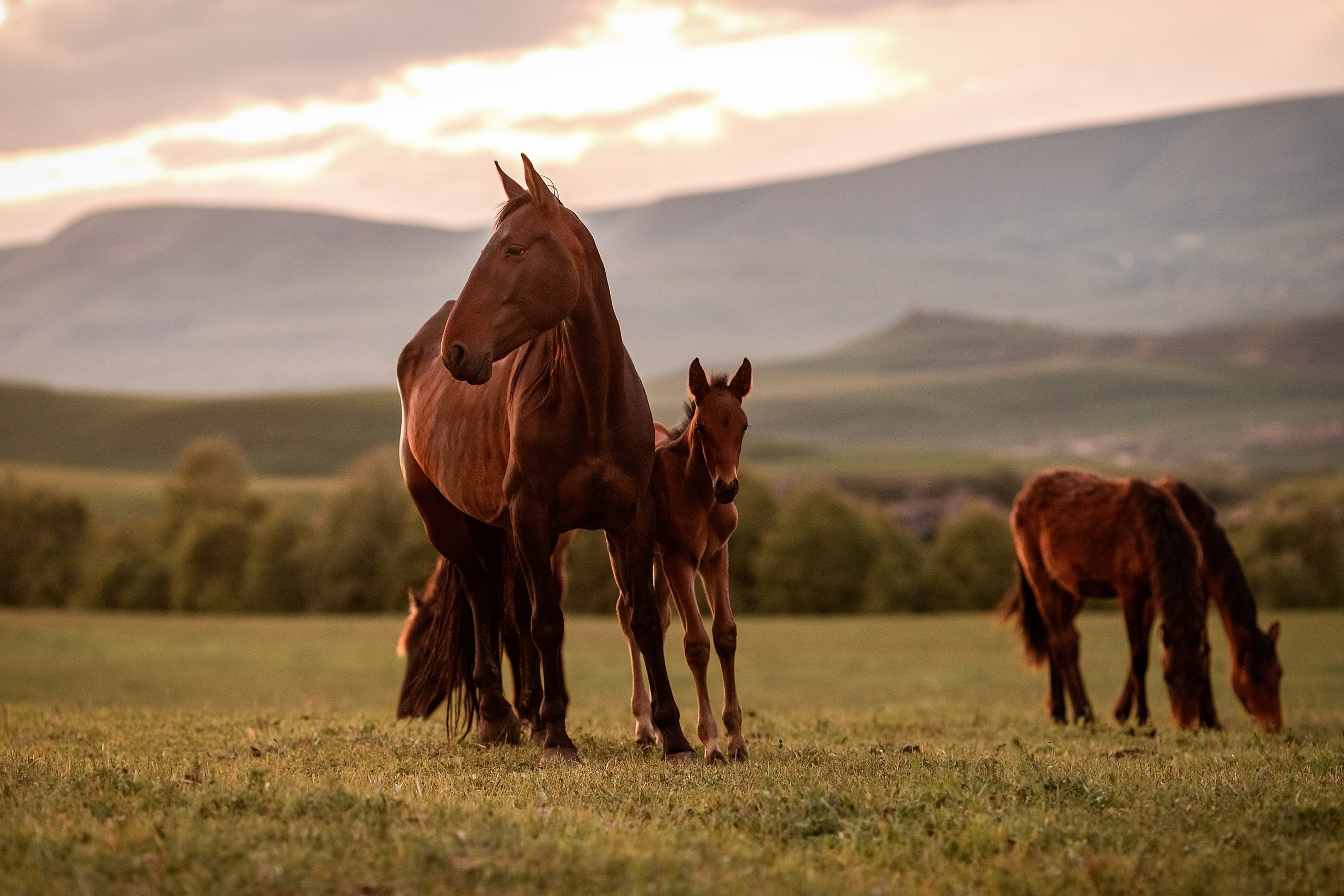 Майское закатное. BrisArts