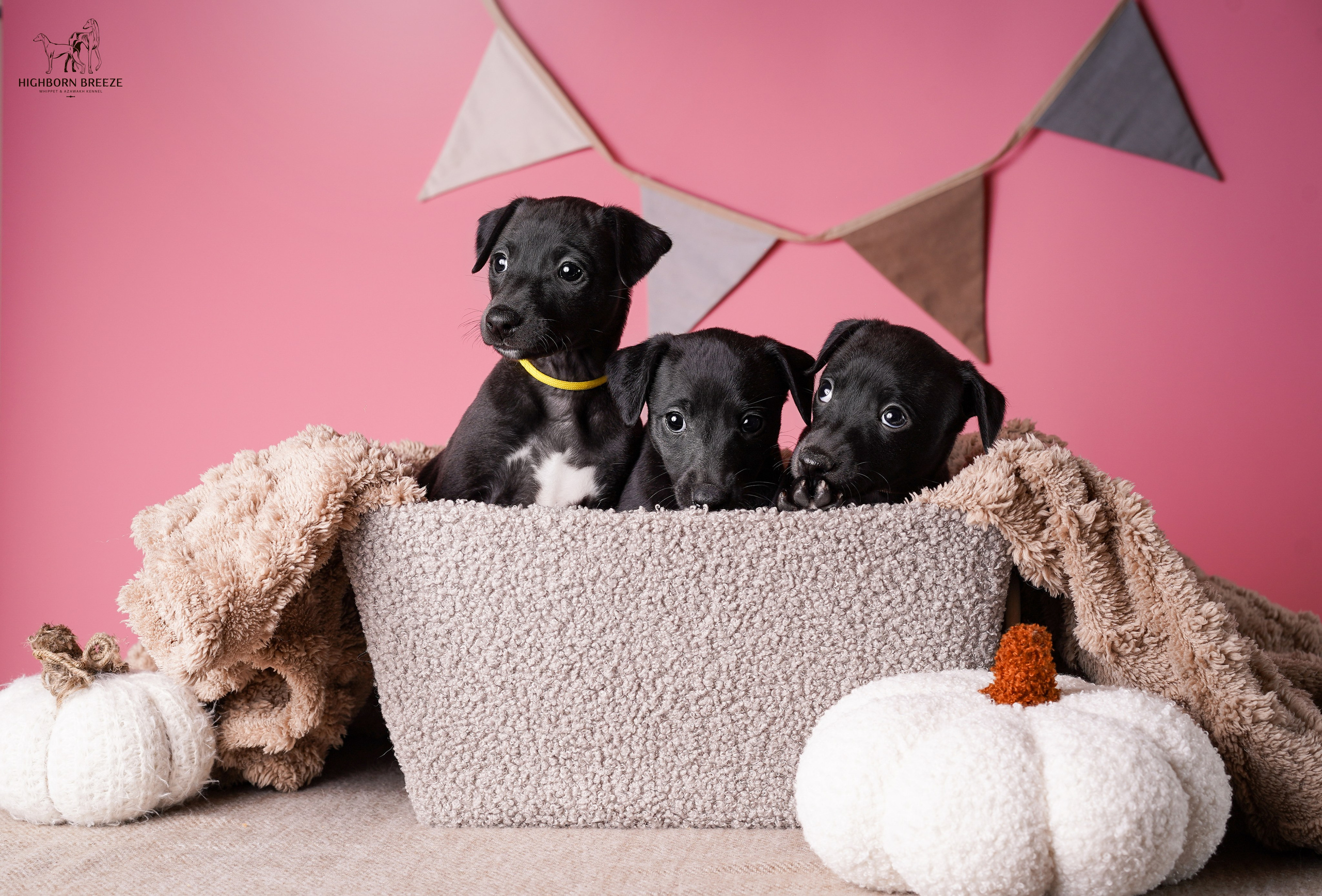 Щенки уиппета. Фотограф-анималист в Санкт-Петербурге Яна Мартынова