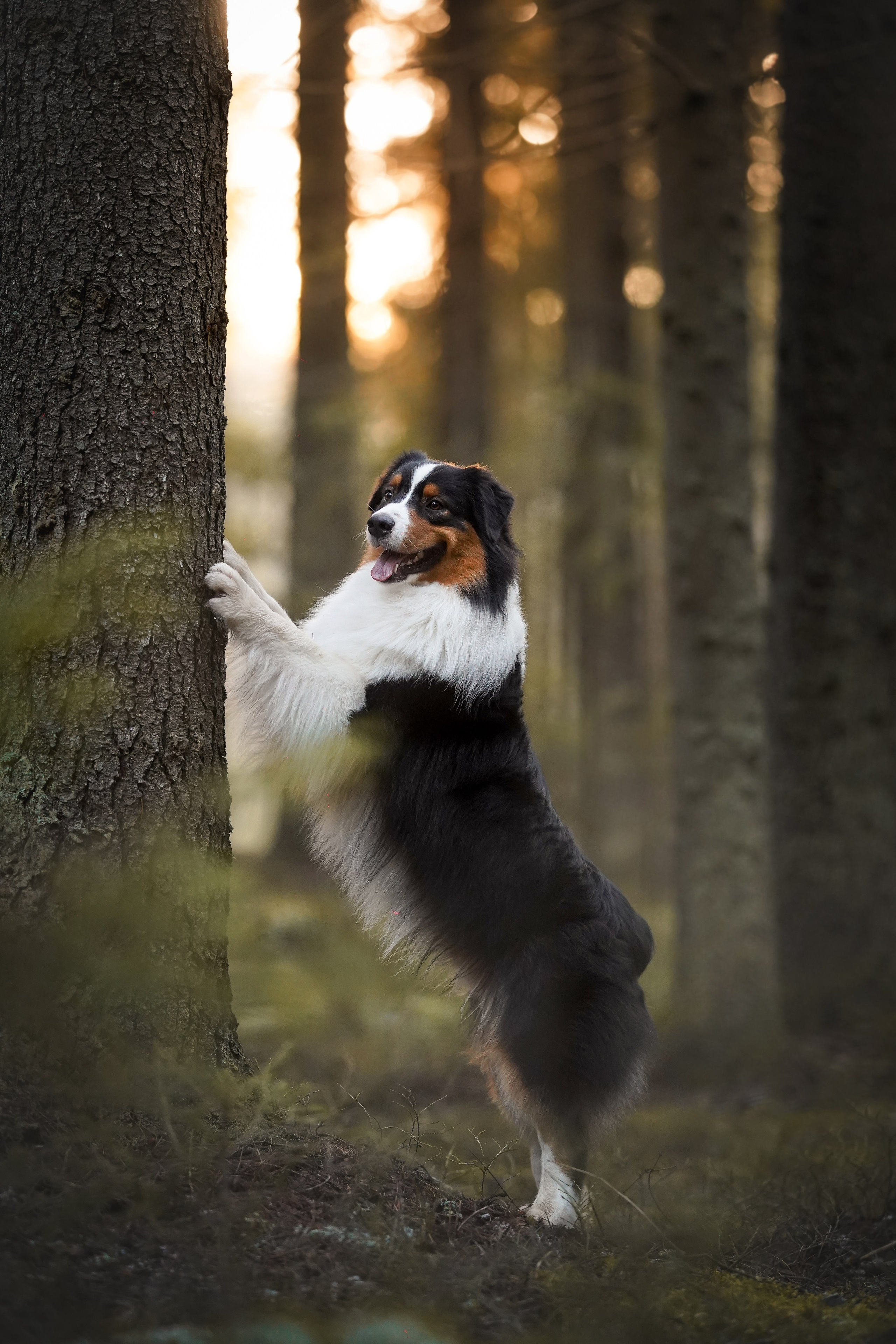 Бэст Айла и Панда. Фотограф-анималист в Санкт-Петербурге Яна Мартынова