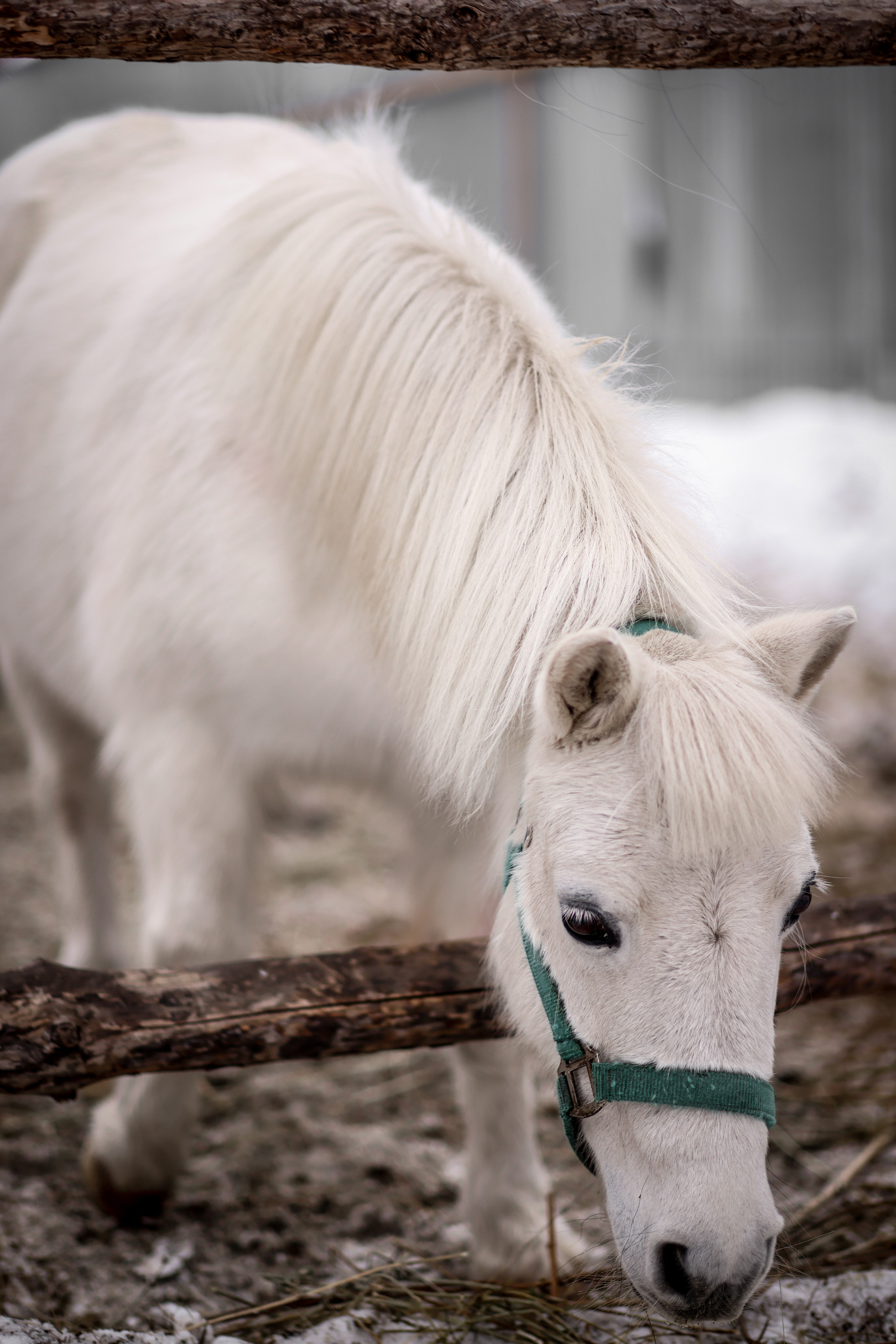 Съёмки с животными. Фотограф в Самаре