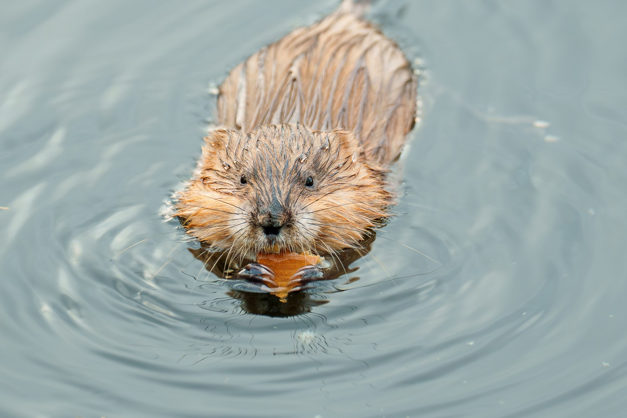 Животные. Ваш личный фотограф Марина Волкова