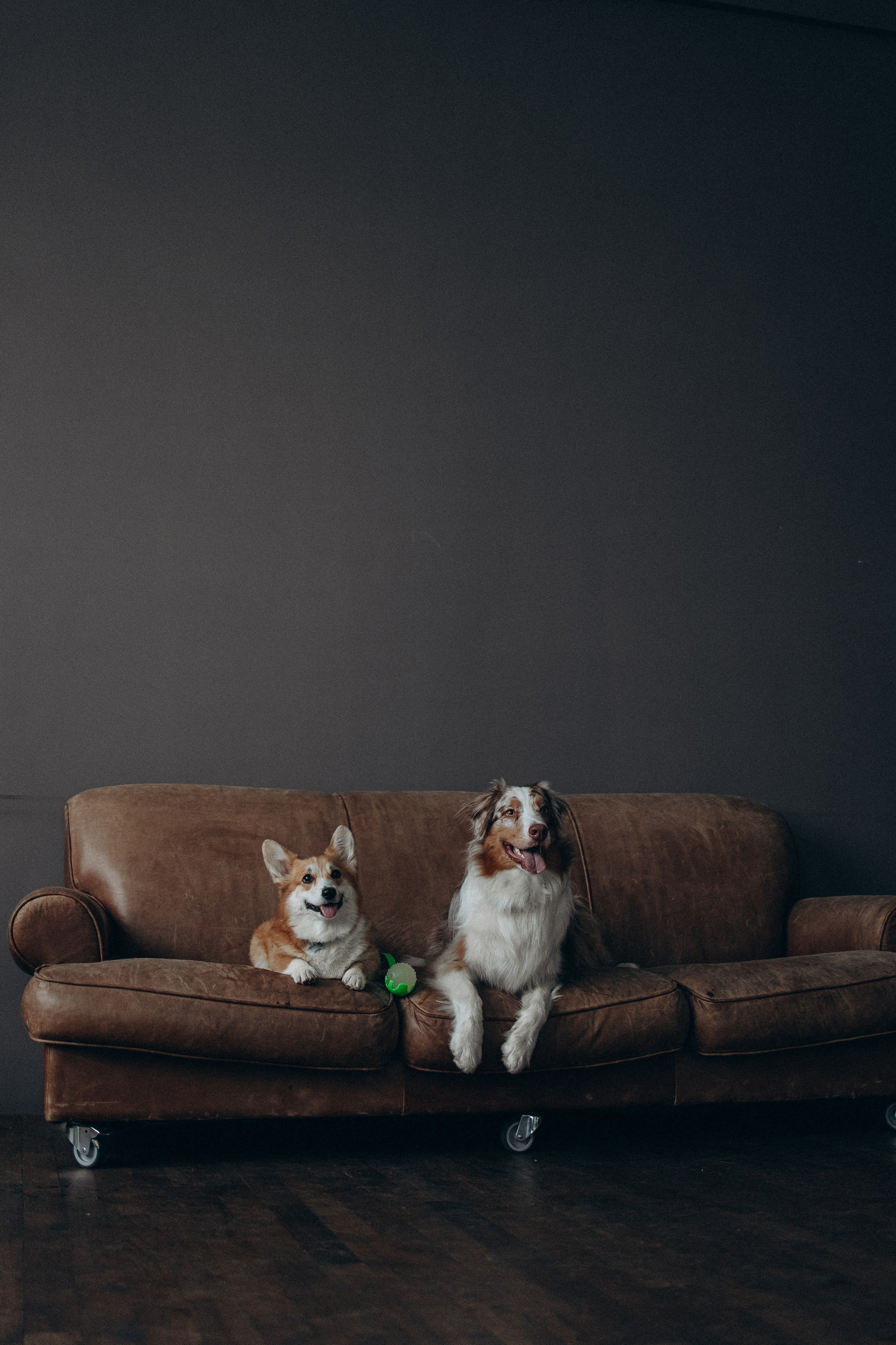 Катапульты. Фотораф — анималист Мария Шистка