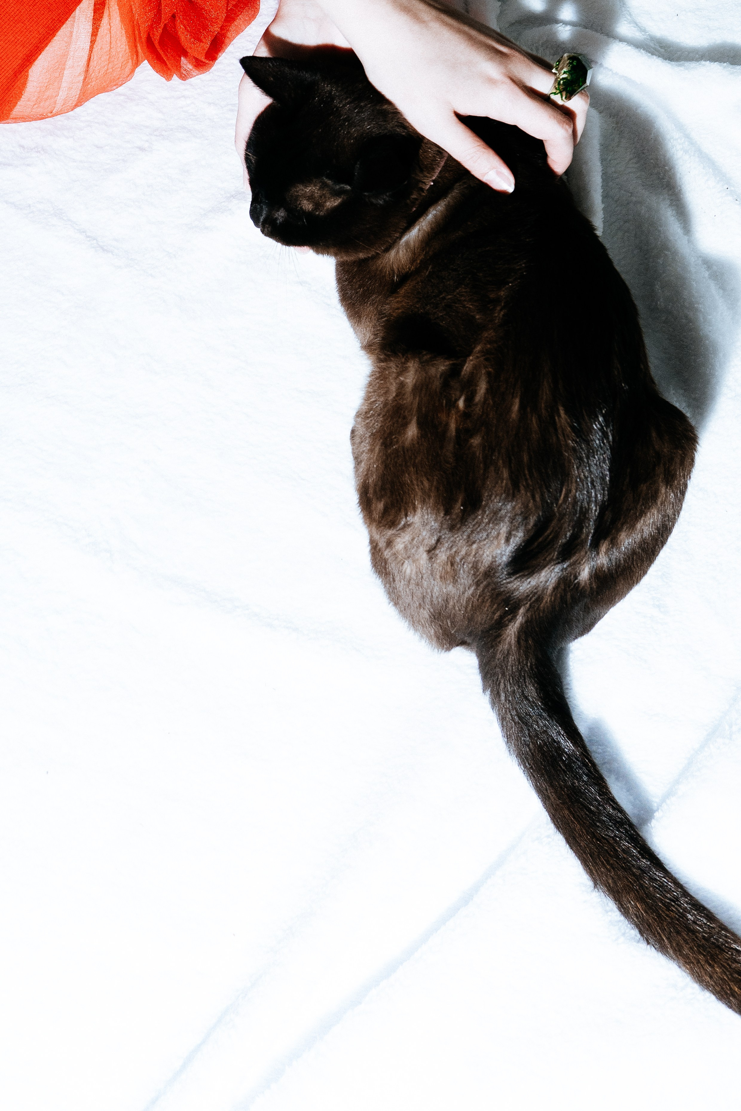 Фотограф Алла Быкова