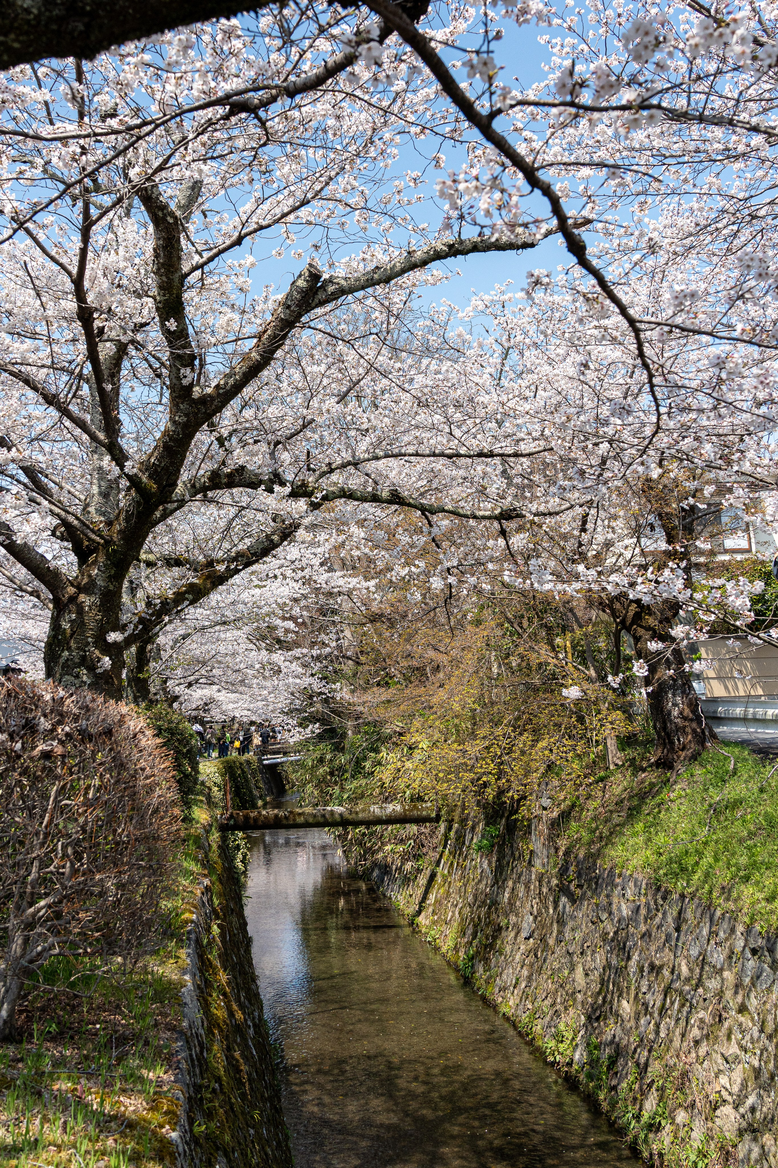 Япония, сакура. Творческие сьемки
