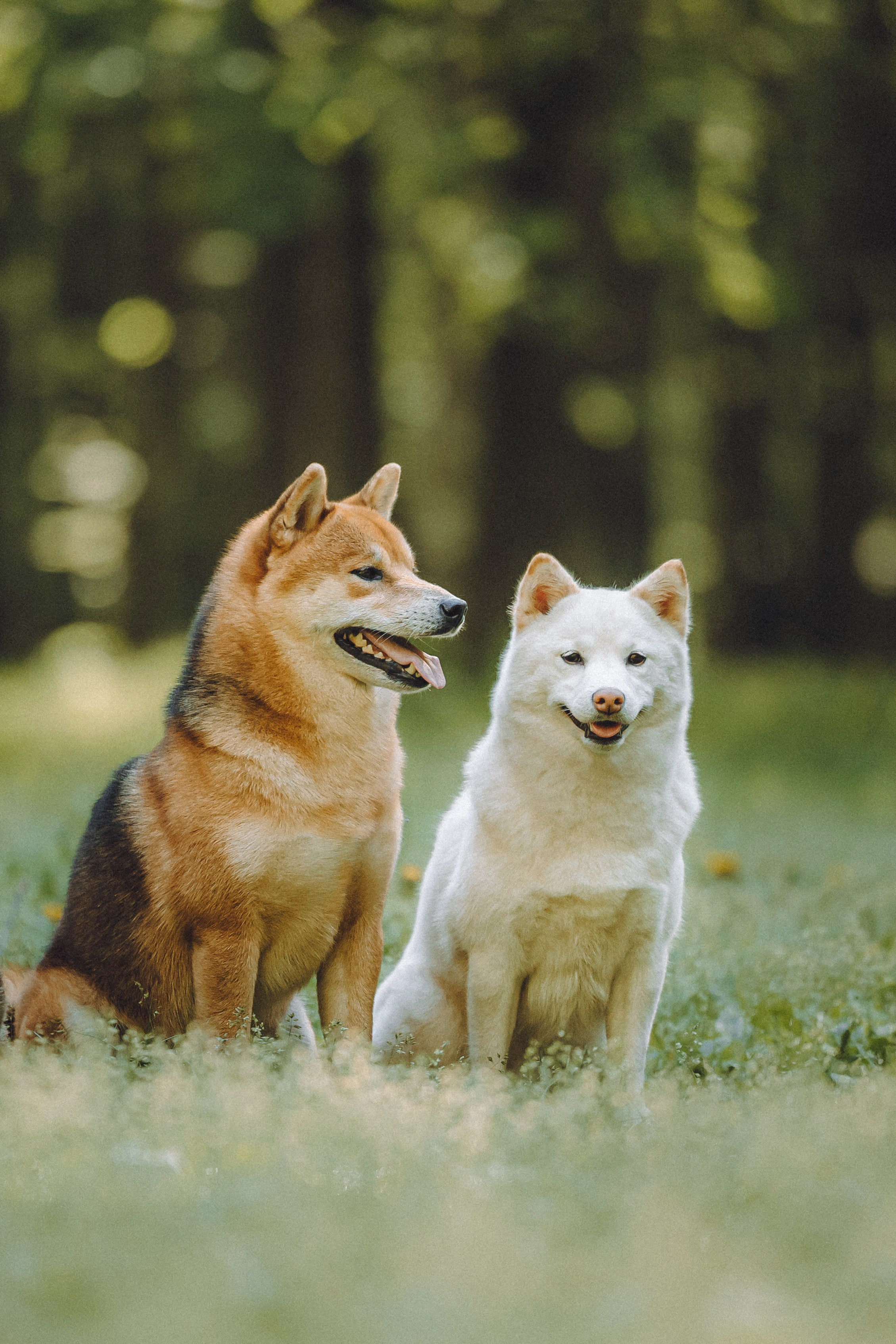 Шед, Цири, Чиби, Цера и их семья