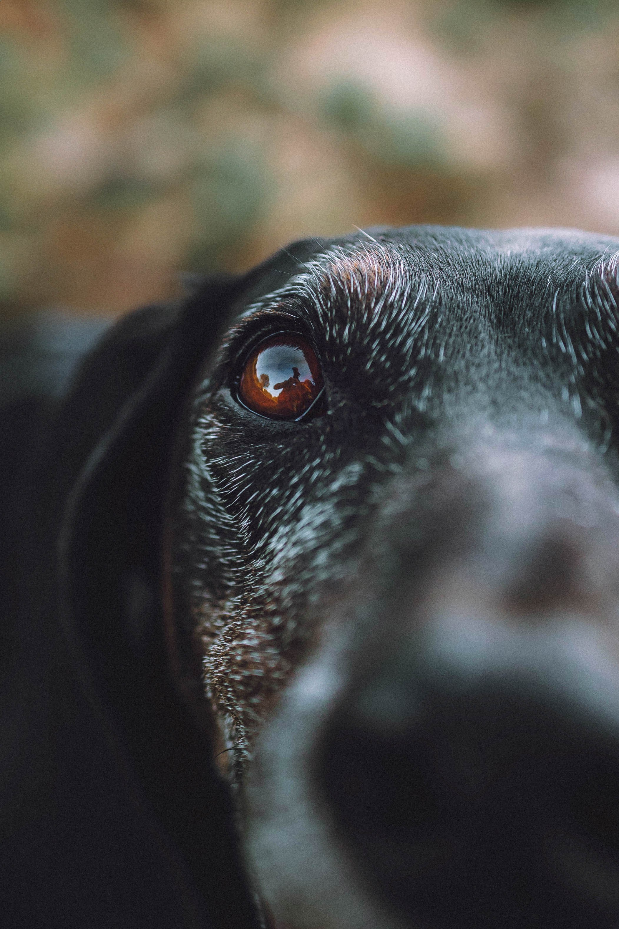 Камри и Пафи