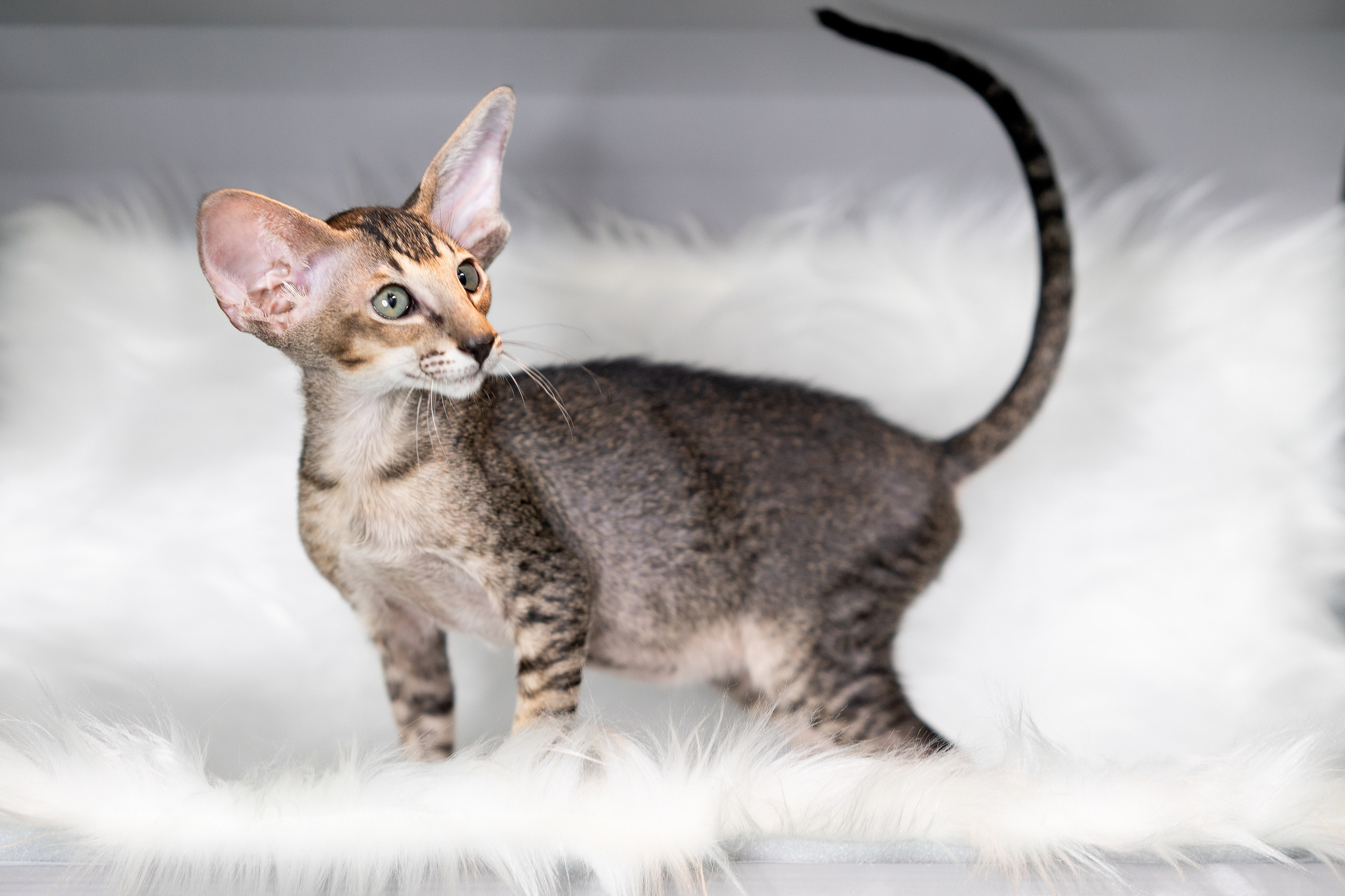 Заводчик Юлия Панова. Творческий фотограф Вологда