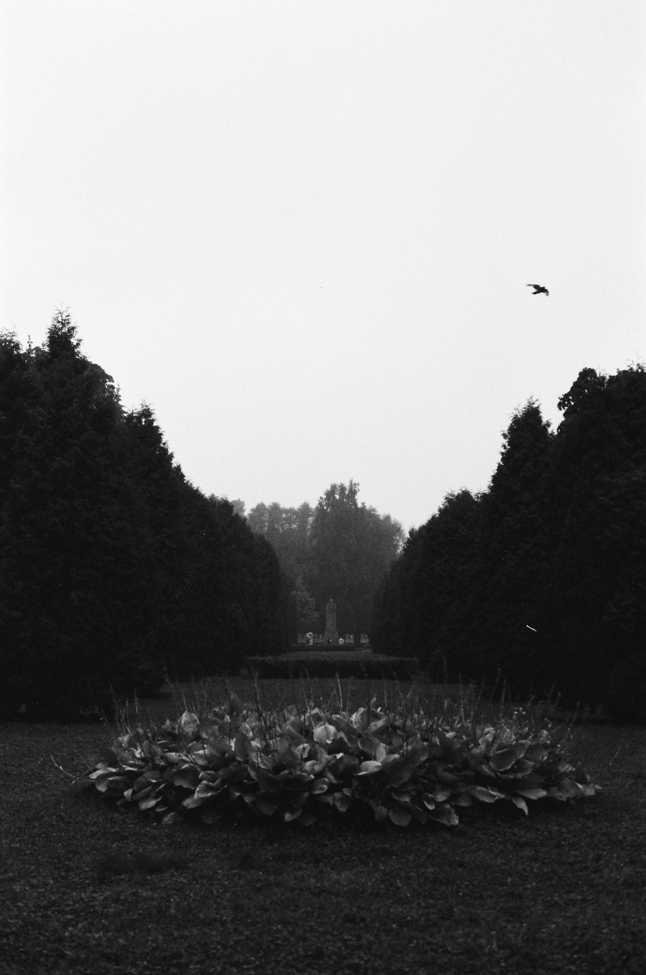 Dispersed Presence. Film and another stuff