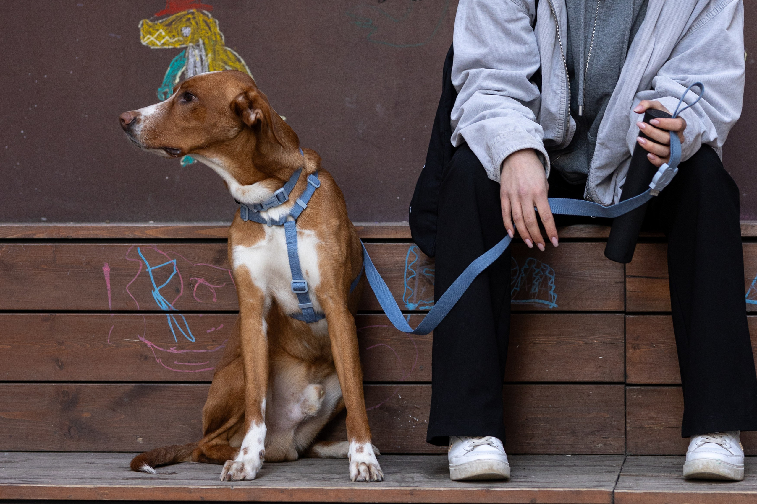 Съемка для бренда ZeeDog. Фотограф-анималист в Москве Кириллова Татьяна