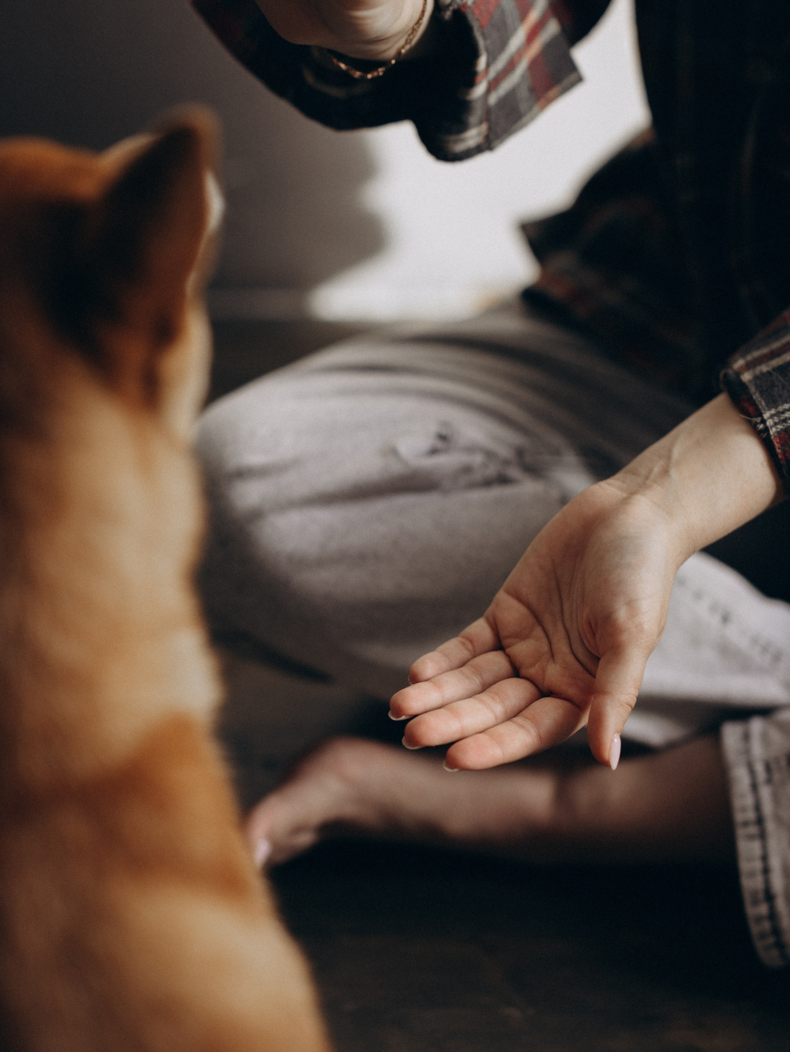 Мика и Настя. Фотограф-анималист в Москве Кириллова Татьяна
