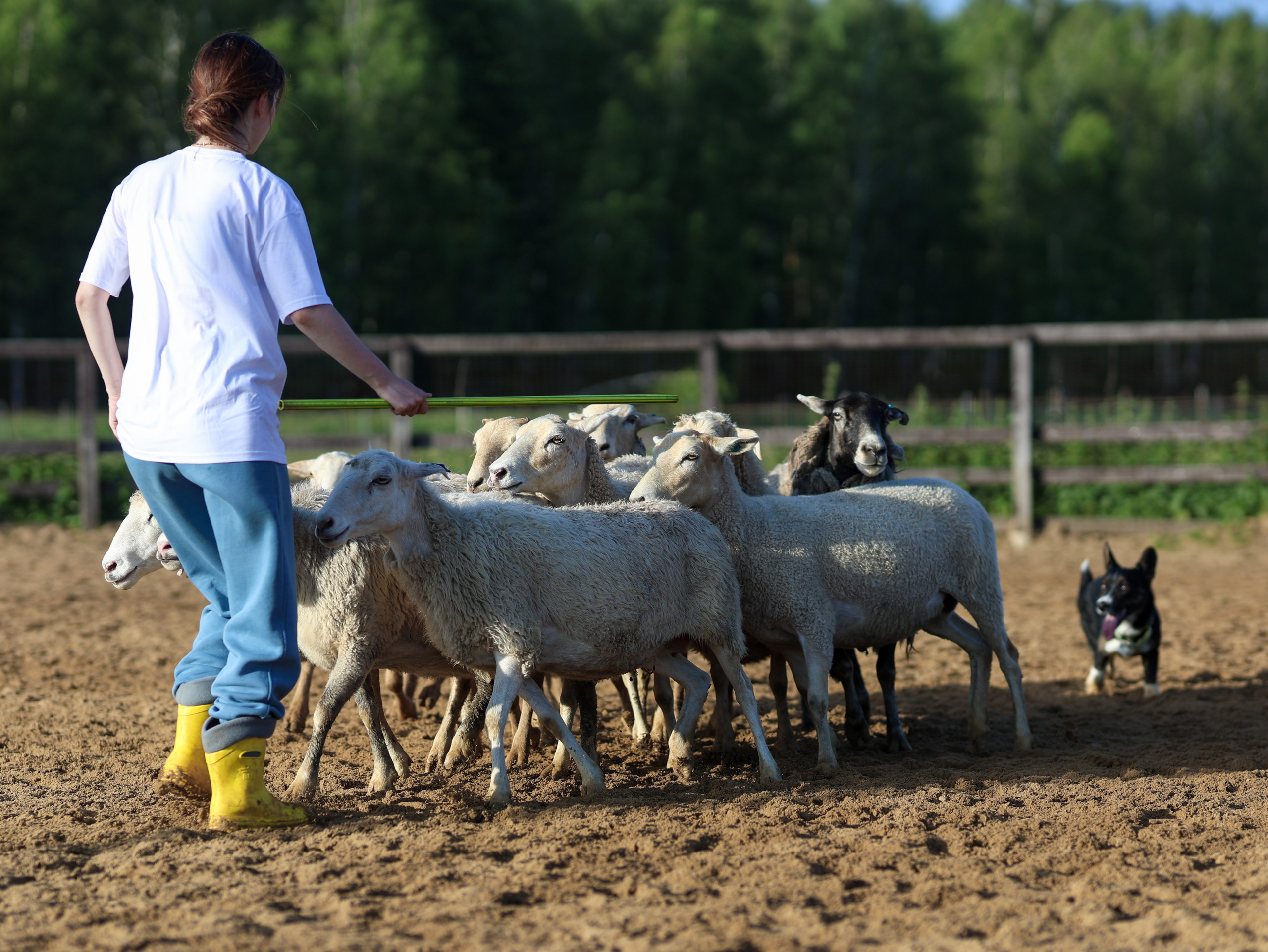 Пастьба. Фотограф-анималист в Москве Кириллова Татьяна
