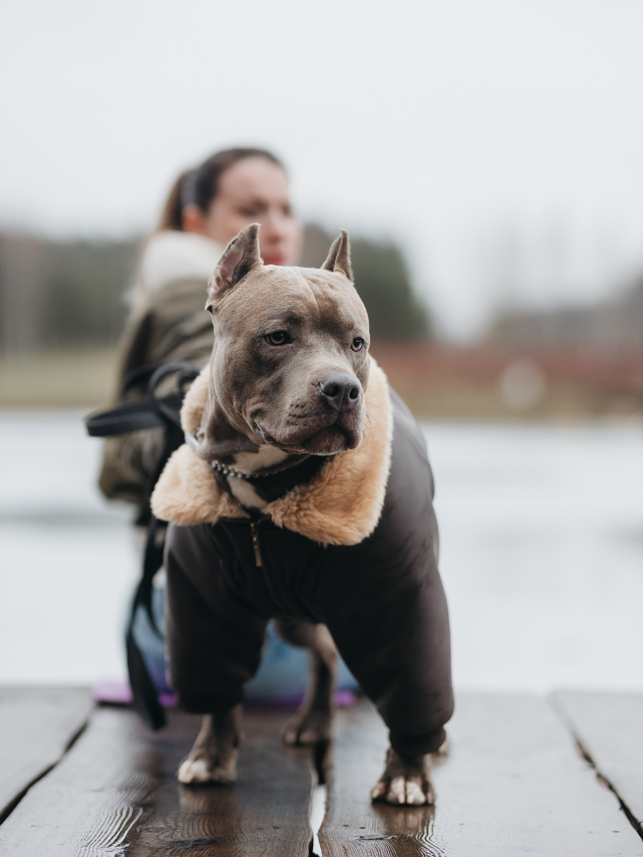 Зевс и Мария. Фотограф-анималист в Москве Кириллова Татьяна