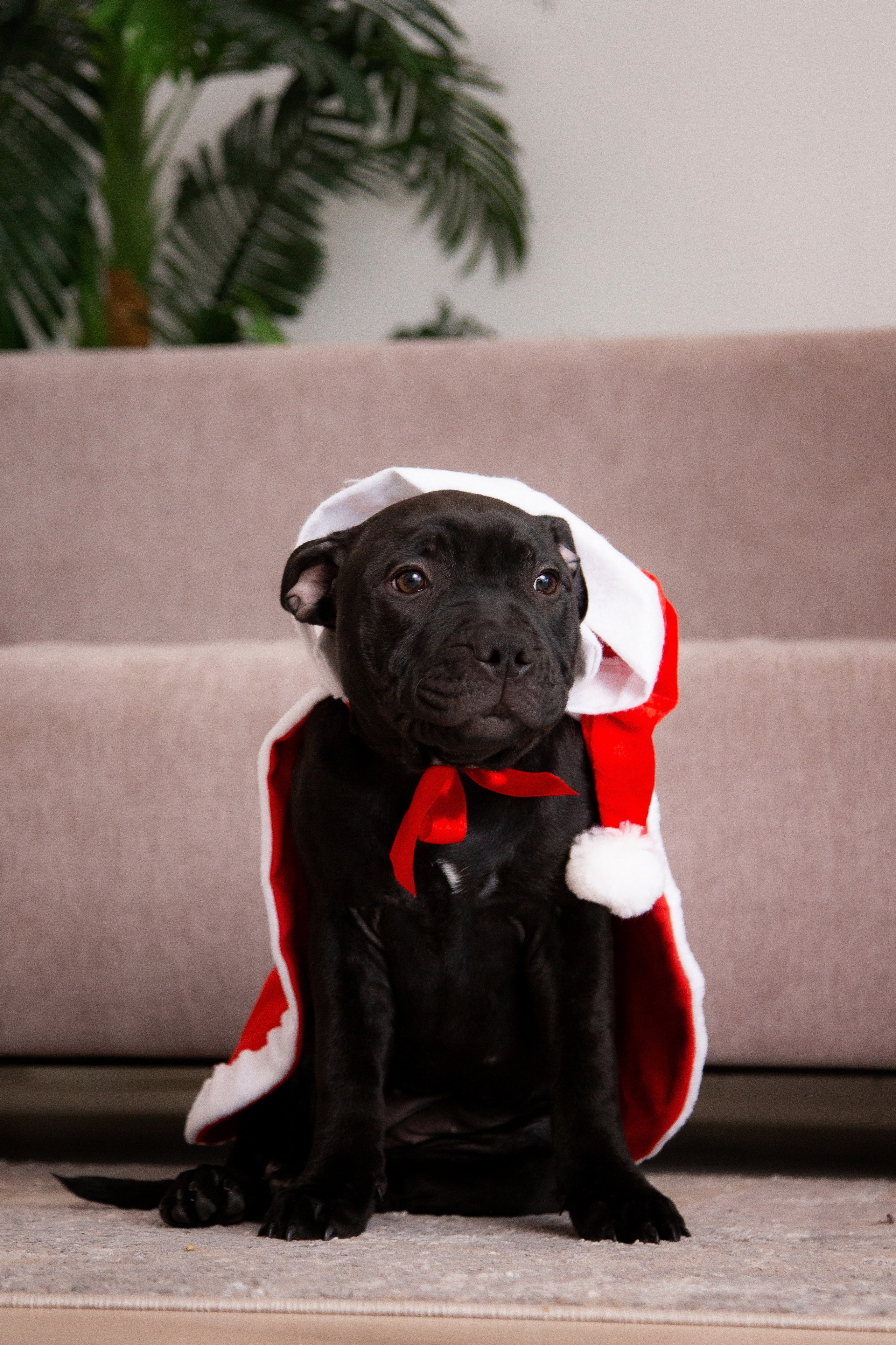 Новогодние малыши. Фотограф Анималист в Перми Анастасия Остерман