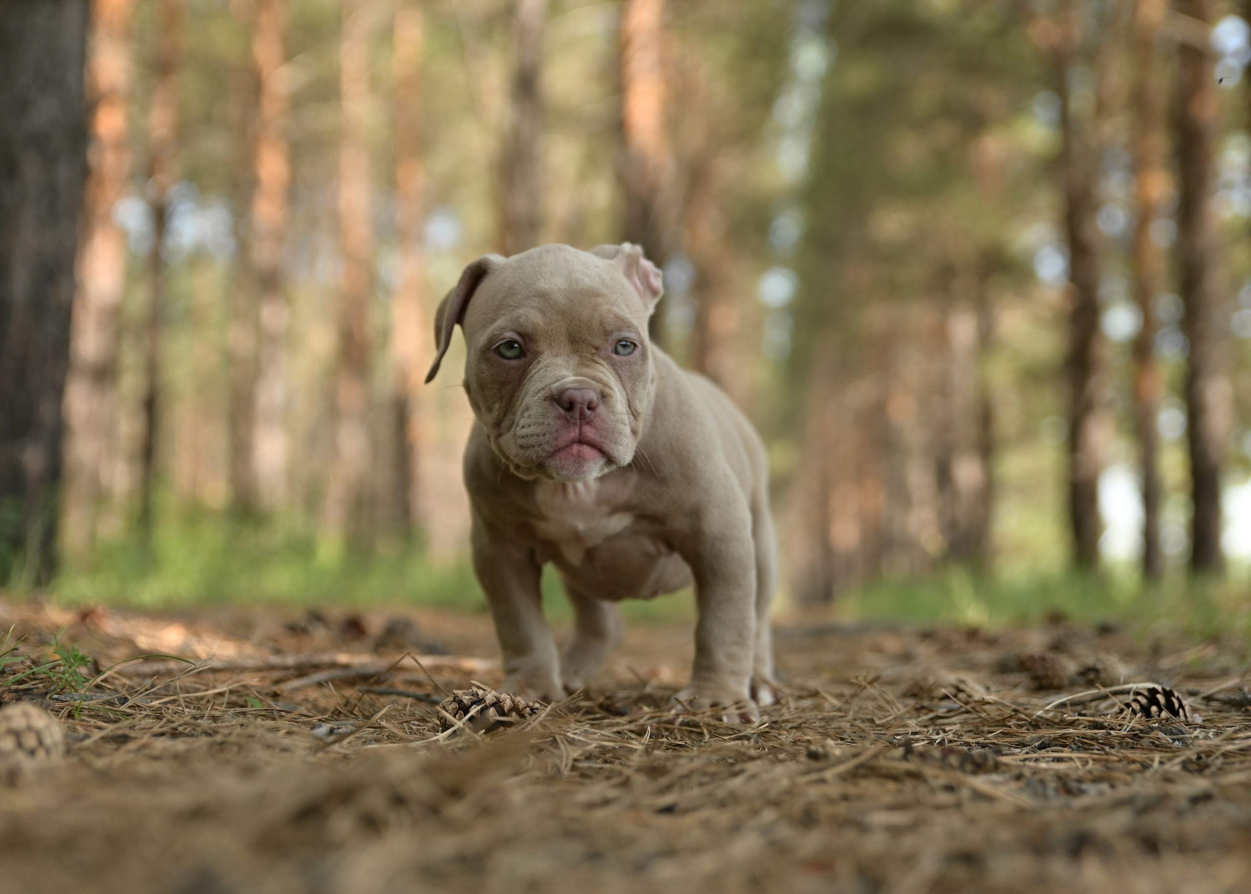 Свободные щенки Американский Булли в Иркутске. Питомник собак Иркутск