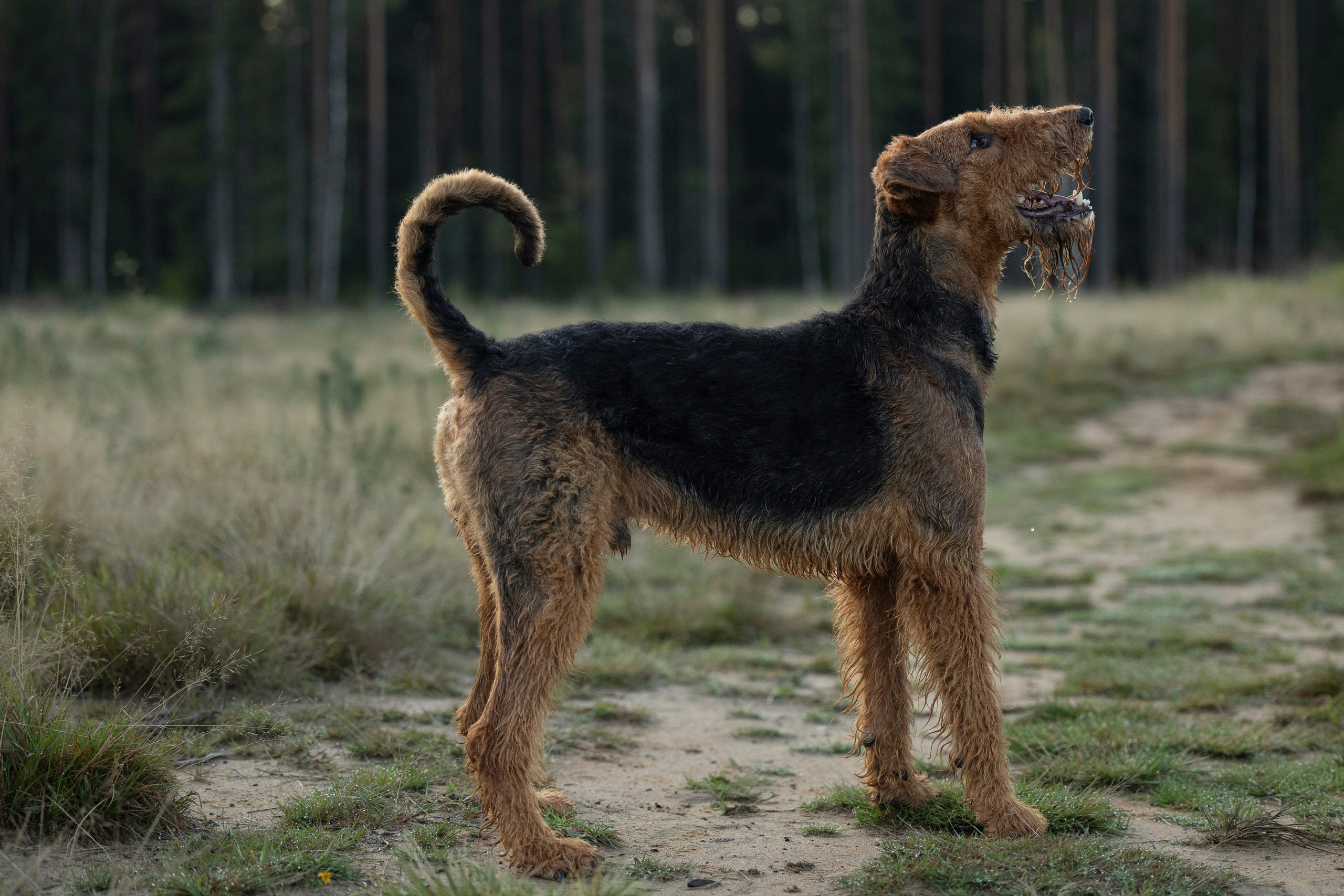 Харди. Фотограф-анималист Анна Маринич