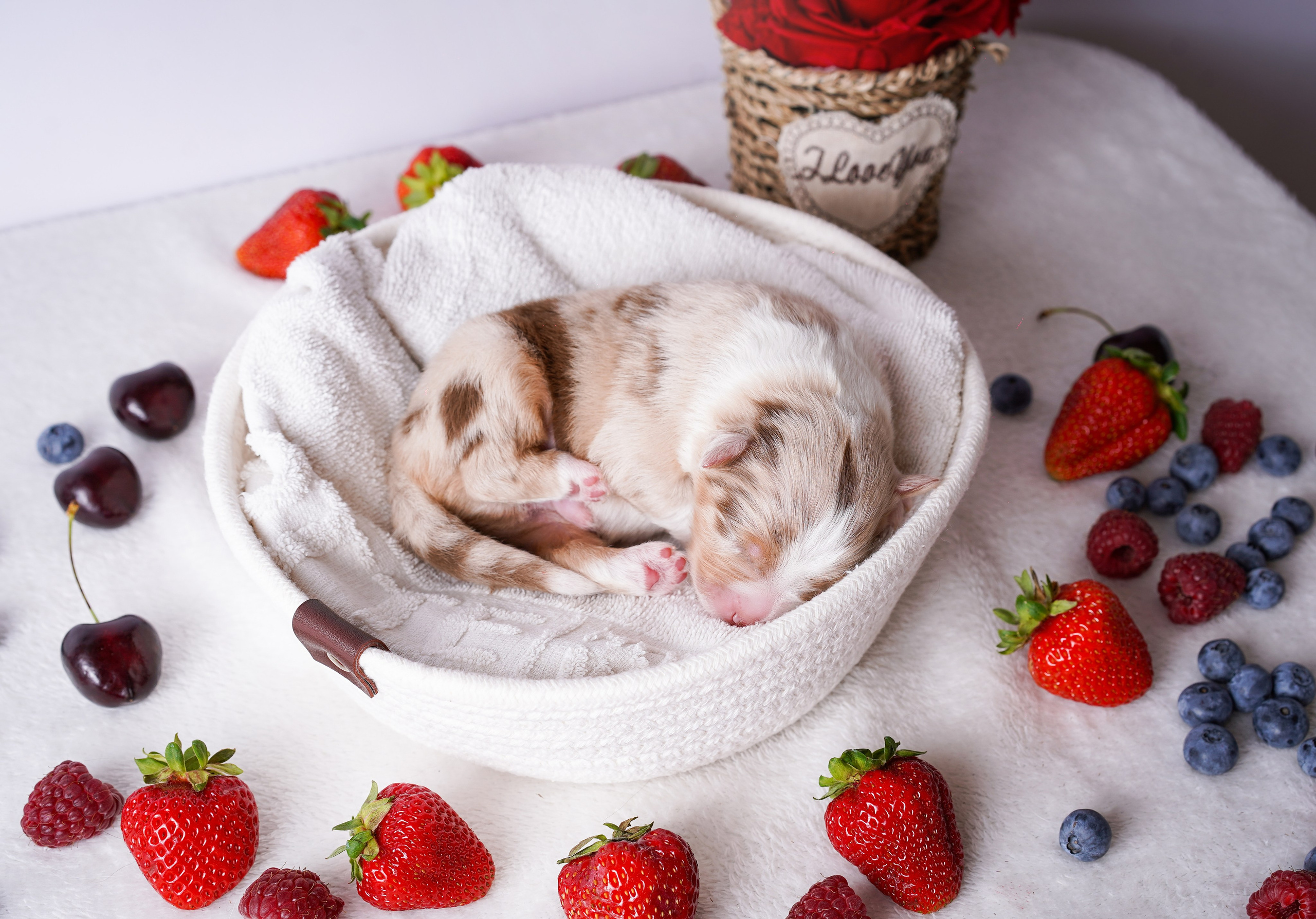 Щенки аусси. Фотограф-анималист в Санкт-Петербурге Яна Мартынова