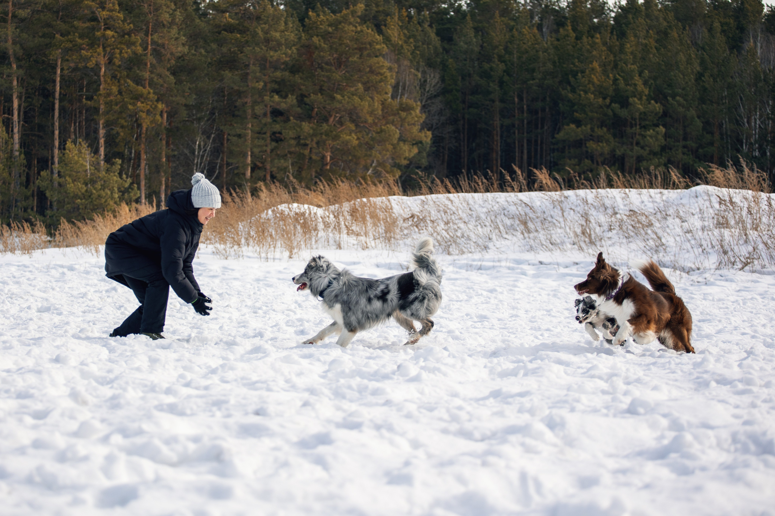 В погоне за снежком…. YULA KOLESOVA | Фотограф — Анималист | Художник | Тюмень