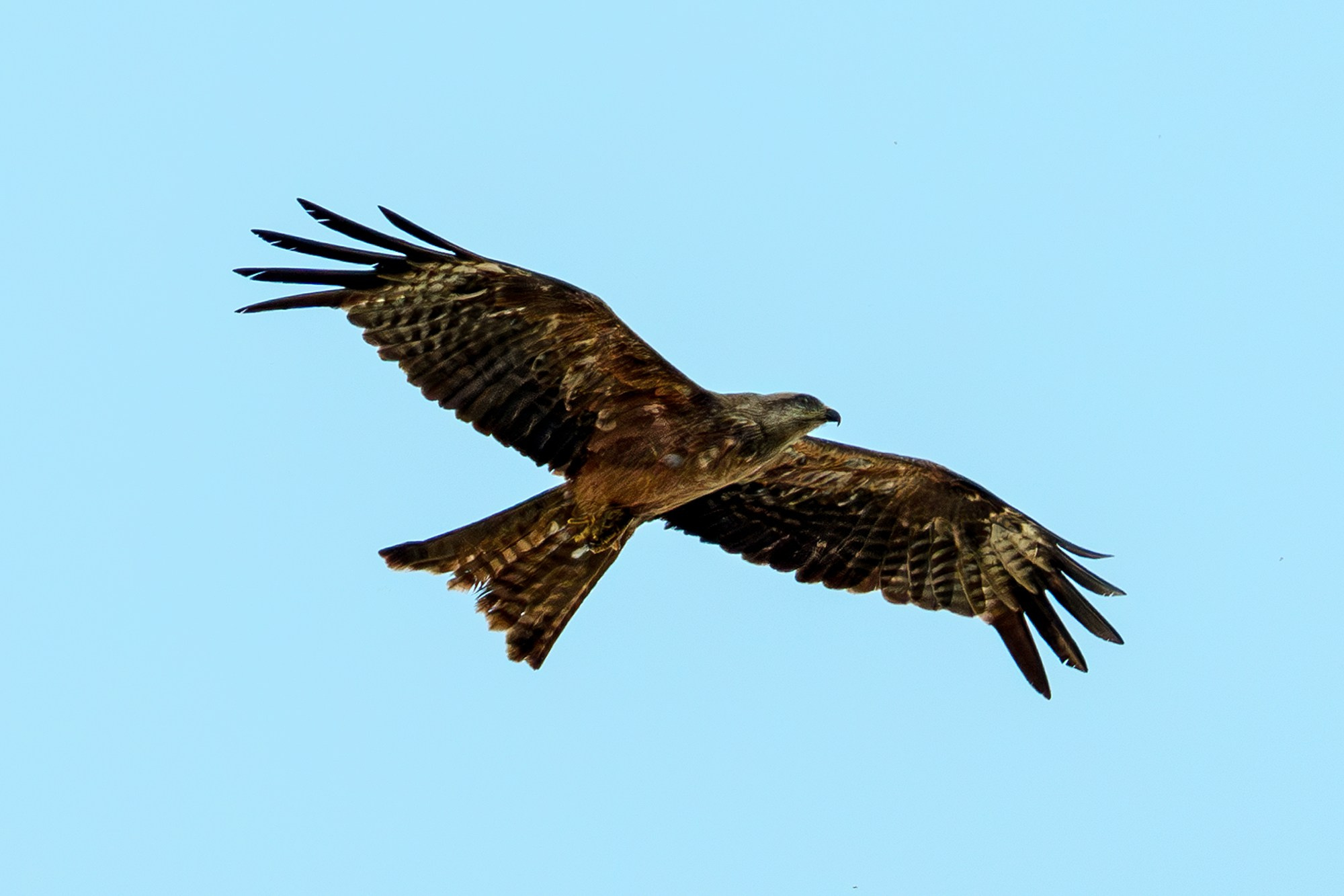 Удивительные мир птиц. Вокруг нас столько прекрасного — присмотритесь!. Ваш личный фотограф Марина Волкова