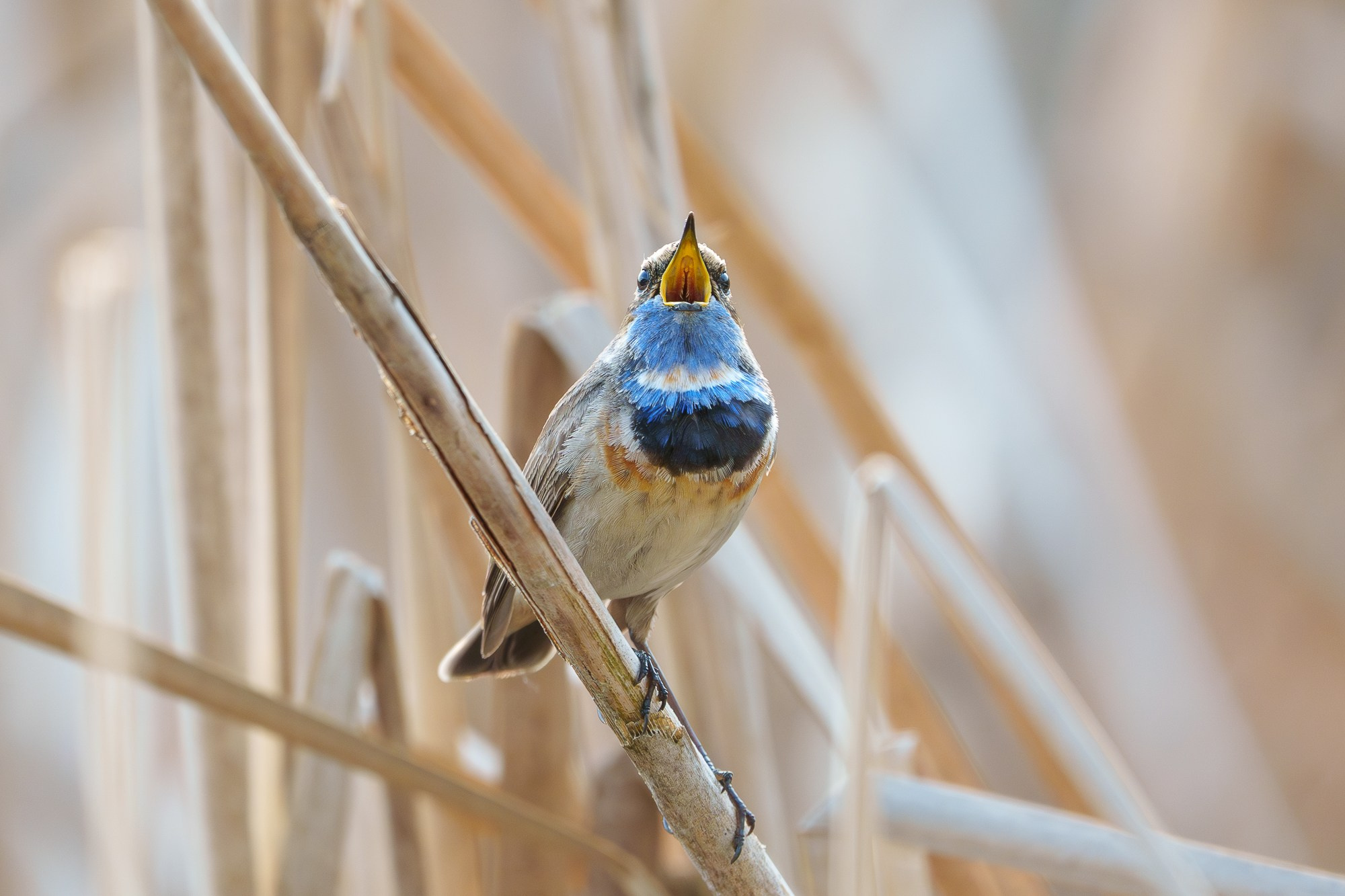 Удивительные мир птиц. Вокруг нас столько прекрасного — присмотритесь!. Ваш личный фотограф Марина Волкова