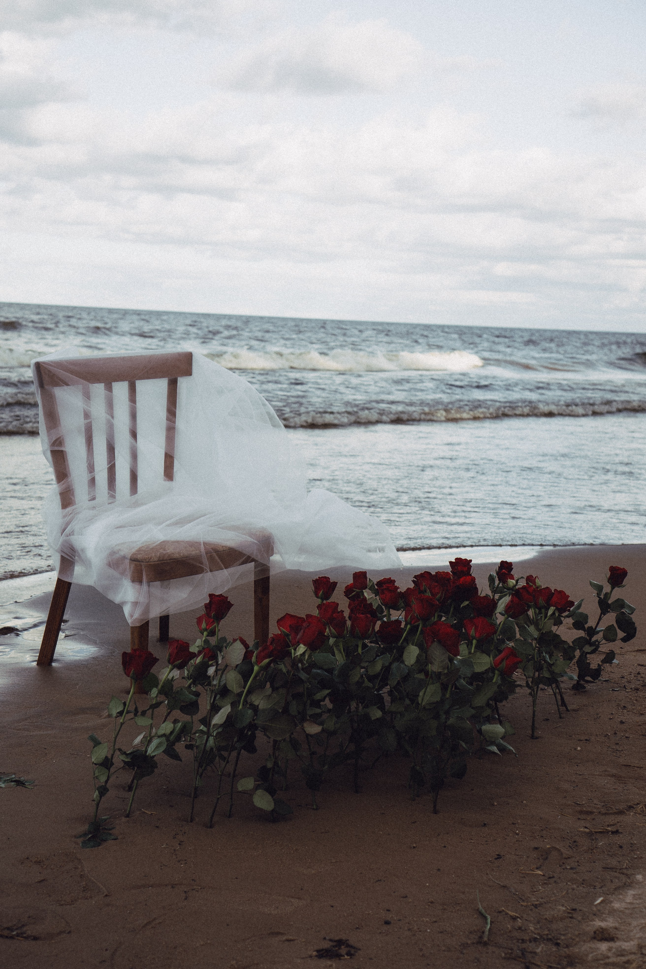 Розы. Профессиональный фотограф, Санкт-Петербург — Виктория Богомолова