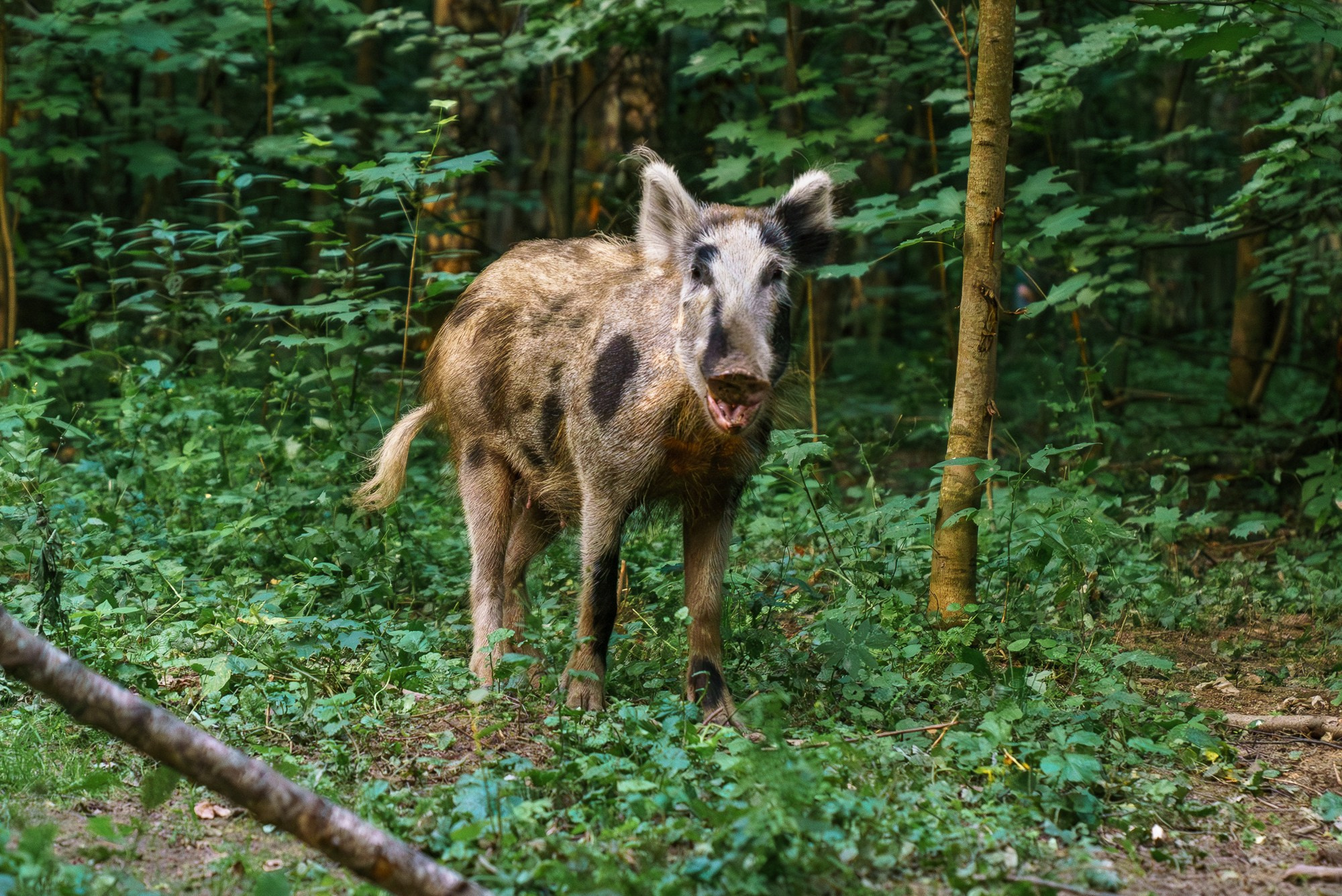 Животные. Ваш личный фотограф Марина Волкова