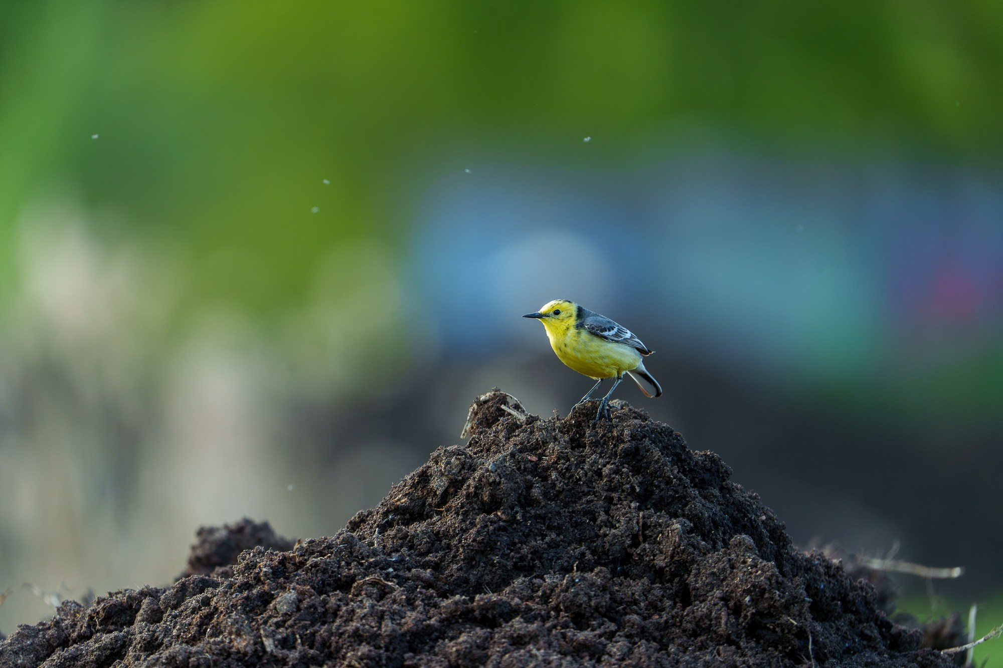 Удивительные мир птиц. Вокруг нас столько прекрасного — присмотритесь!. Ваш личный фотограф Марина Волкова