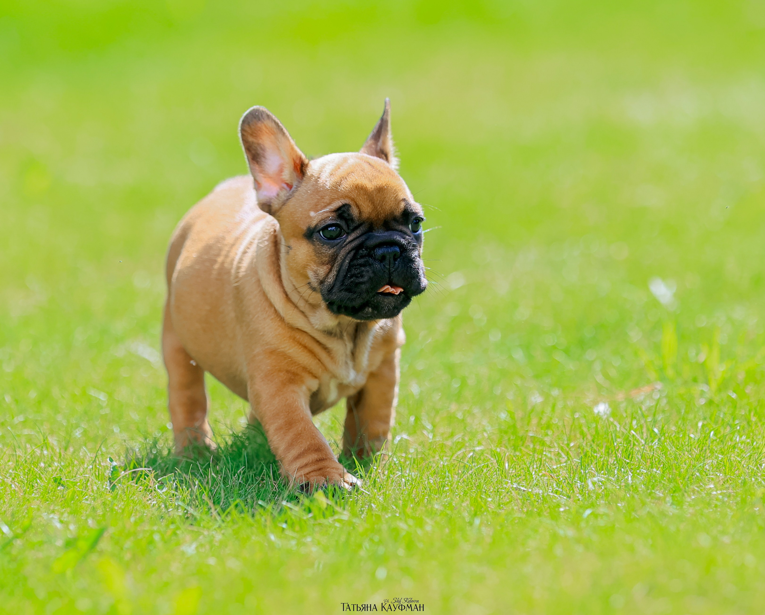 Французский бульдог, фотография французского бульдога, щенки бульдога, щенки французского бульдога, красивая собака, фотограф анималист, фотокурс Анималистика, научиться фотографировать собак, фотограф Новосибирск