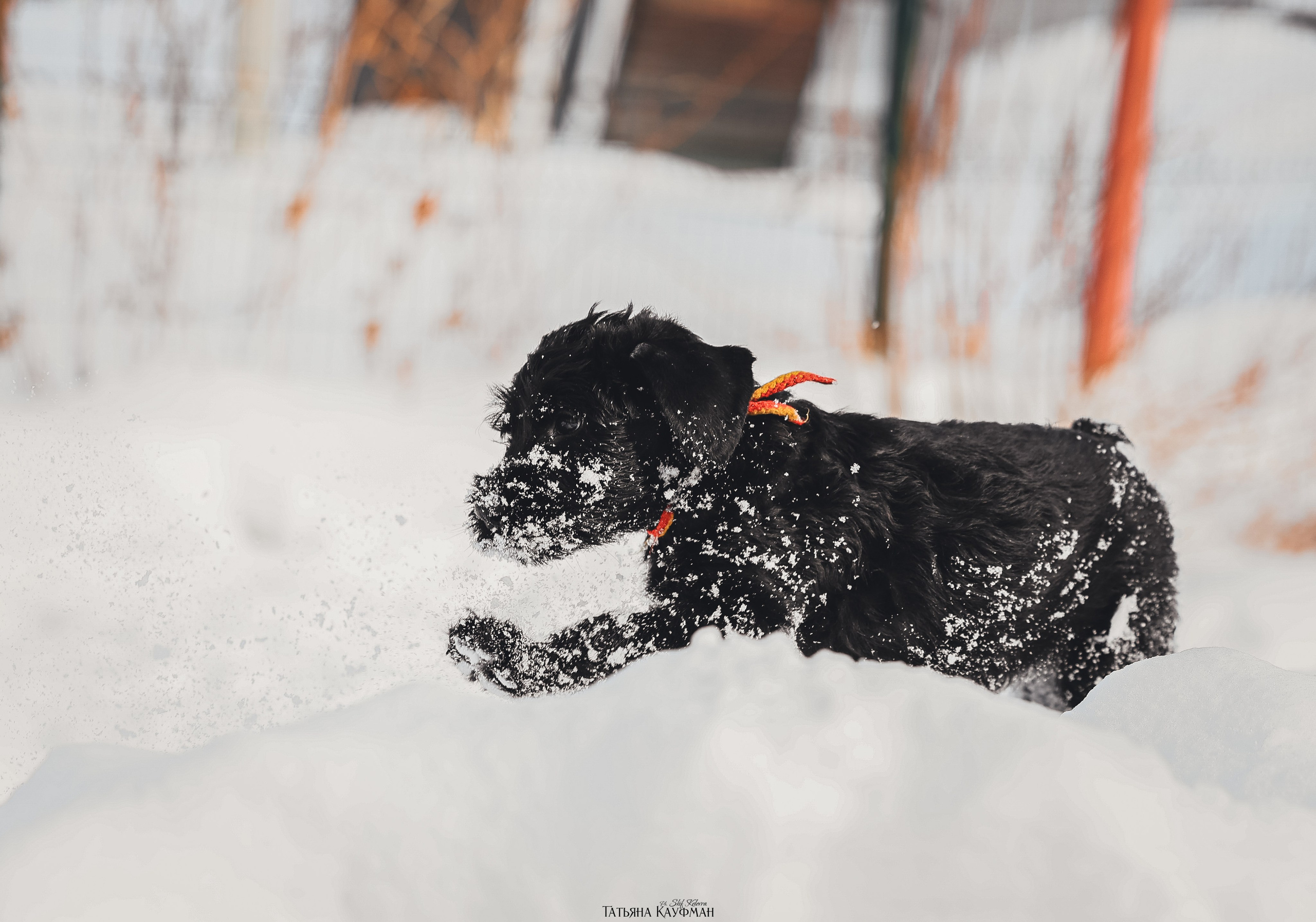 Ризеншнауцер, щенки ризеншнауцера, купить ризеншнауцера, купить щенка, ризеншнауцер Новосибирск, фотосъемка щенков, фотосессия собак, заказать фотосессию, фотографии щенков, сфотографировать щенка, фотограф Анималист, фотограф собак Новосибирск, фотограф анималист Новосибирск