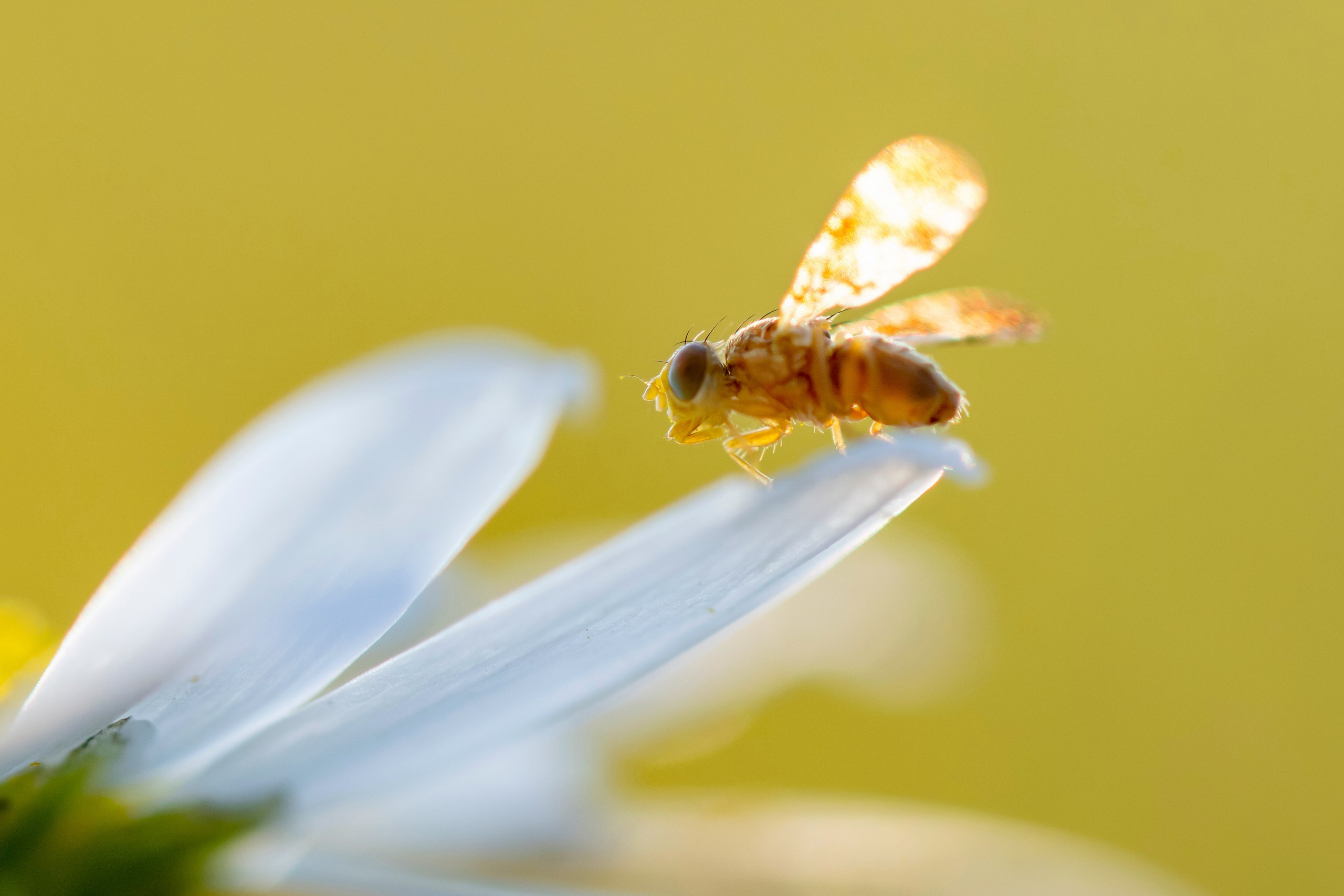 Макрофотосъёмка. Foto-Zuev фотография как искусство
