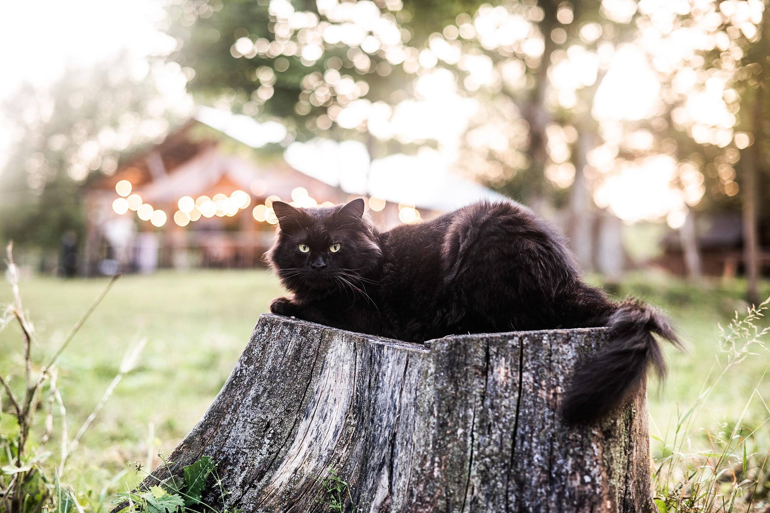 Эльвира и Андрей. Свадебный фотограф в России и заграницей — Ольга Каретникова