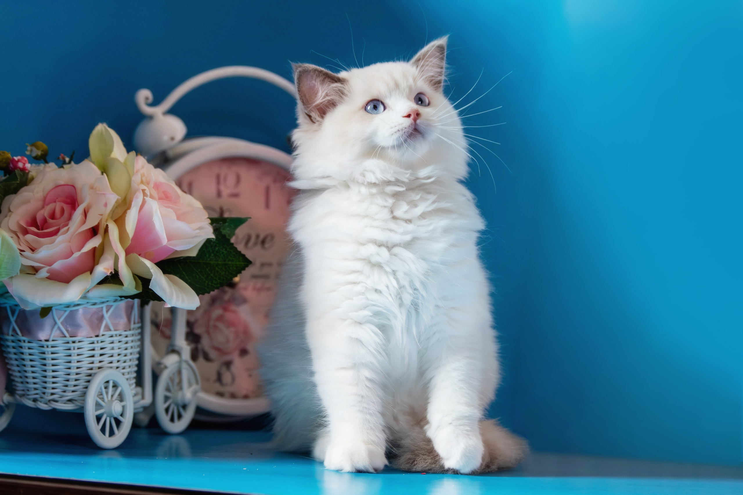 Фотосессия щенков от 7-и дней в стиле ньюборн. Фотограф анималист — Тула, Москва