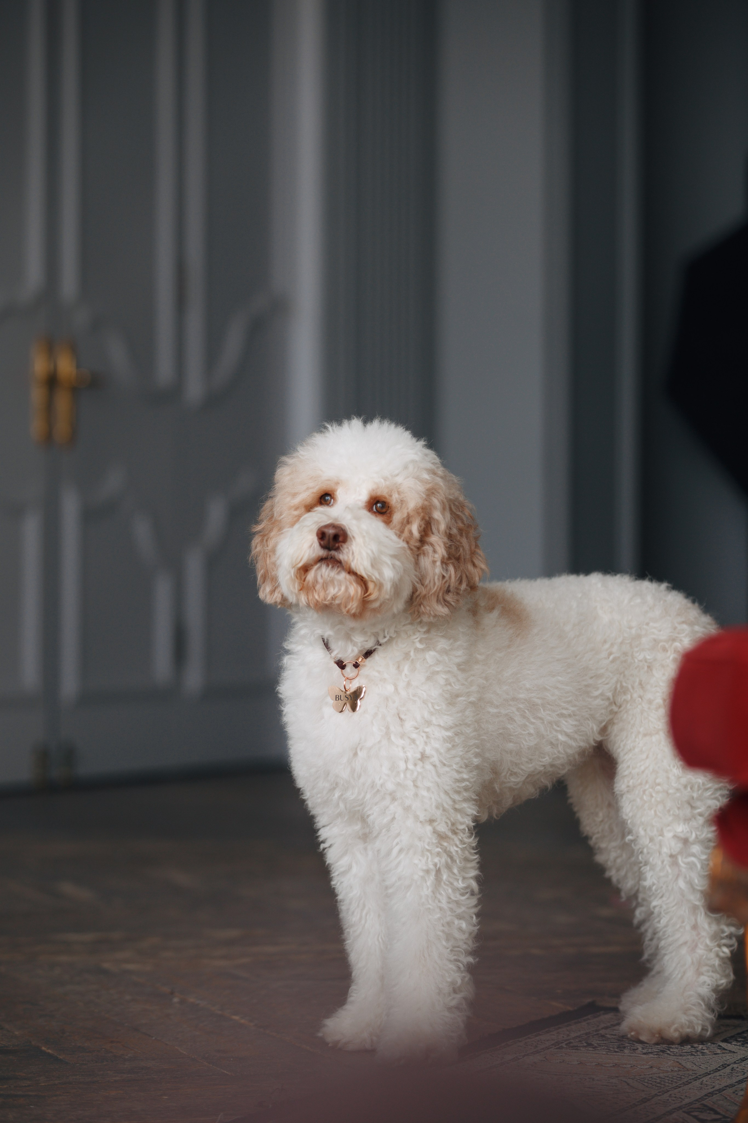 Bmbh лежанки и адресники. Фотограф анималист Кристина Карпова, Москва