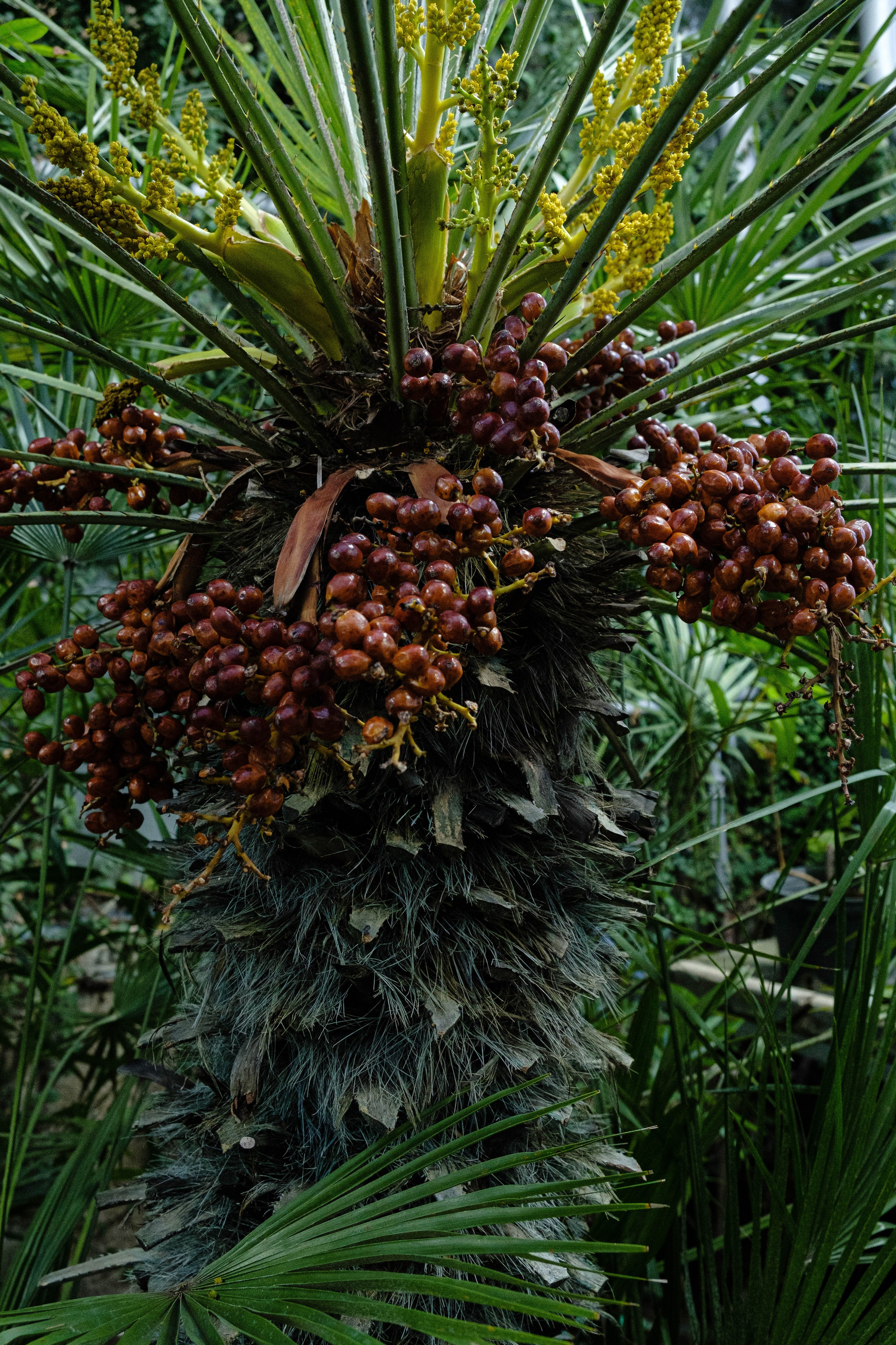 Старая Фондовая оранжерея. Алексей Никифоров свадебный и семейный фотограф Москва, Химки