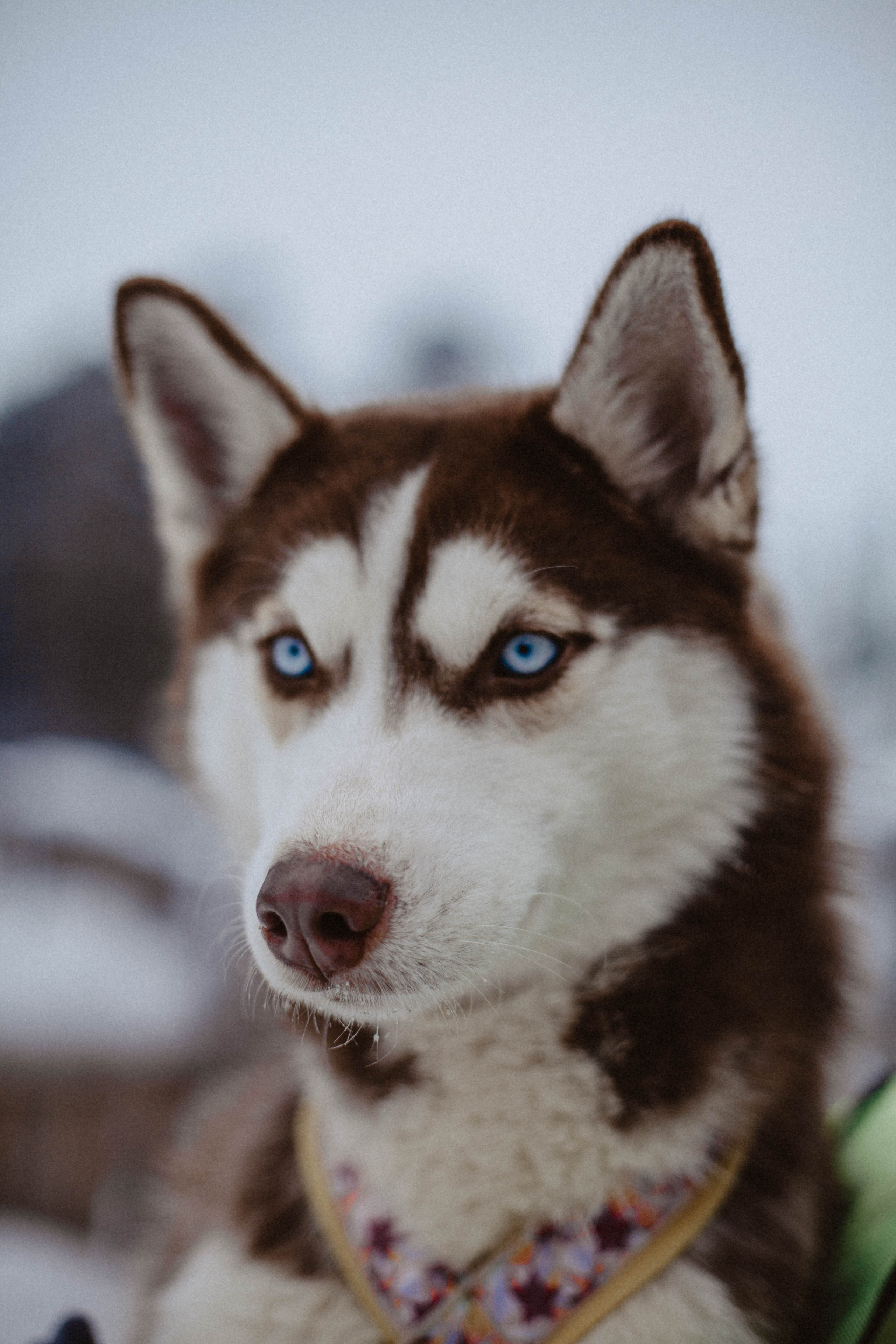 Хаски. Свадебный фотограф Челябинск