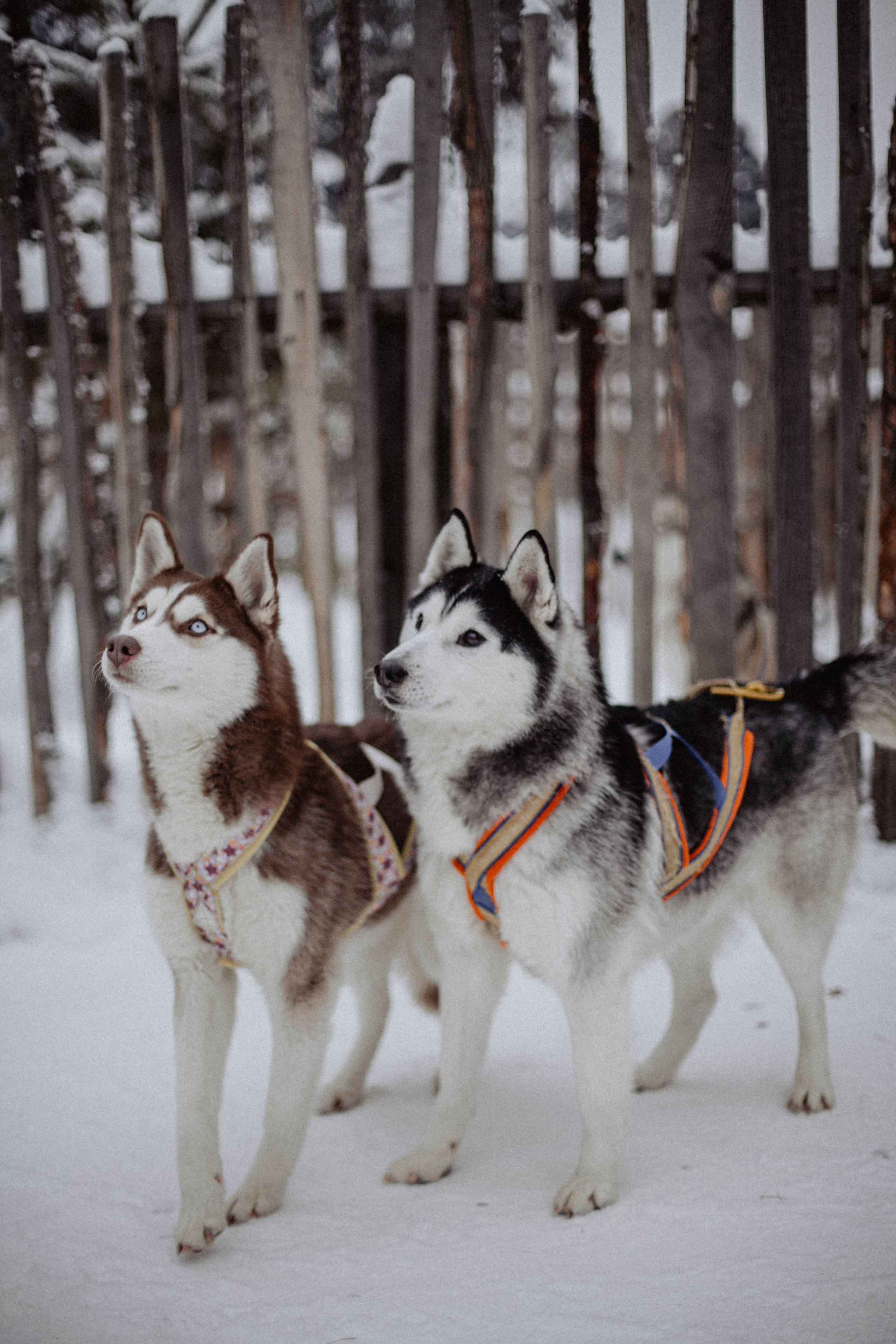 Хаски. Свадебный фотограф Челябинск